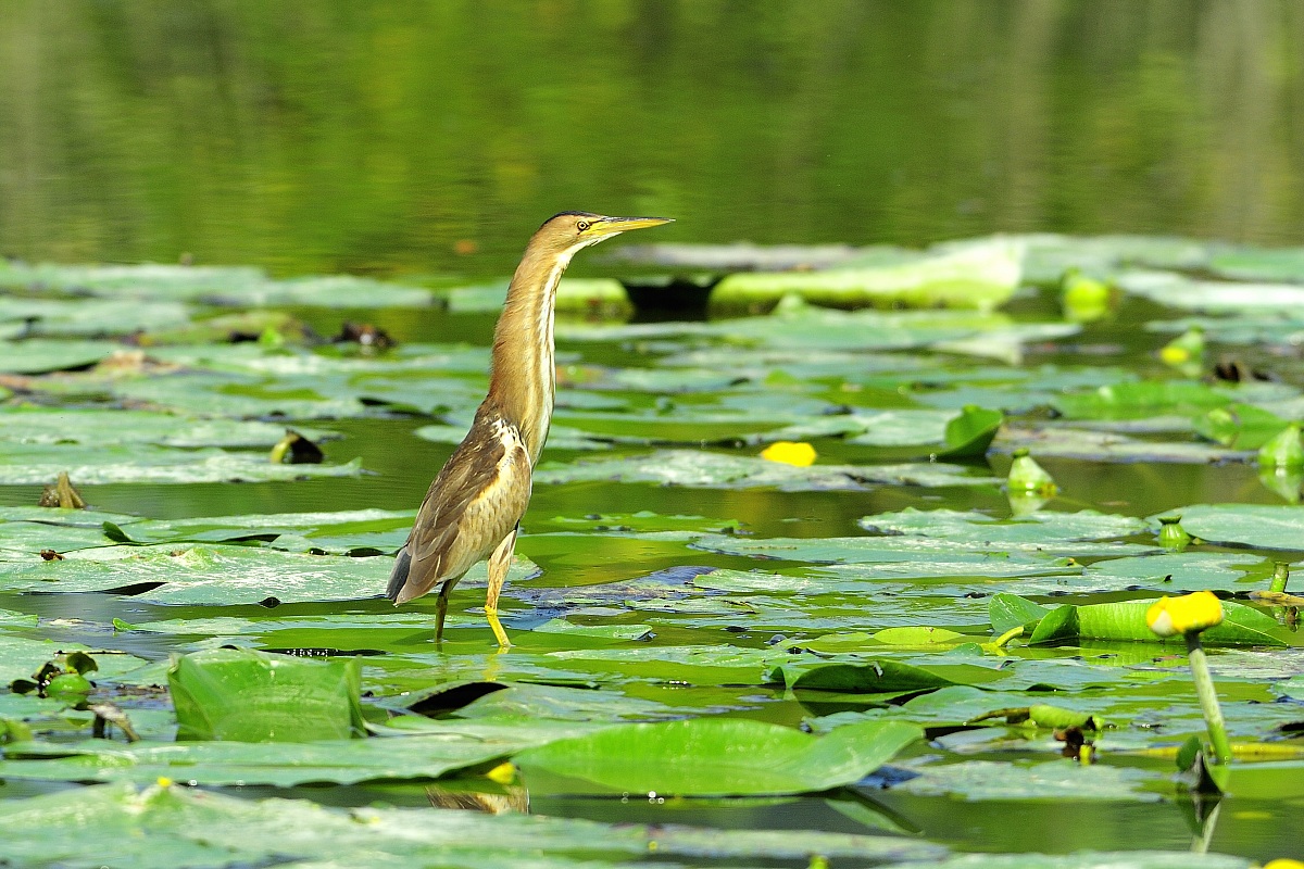 bittern