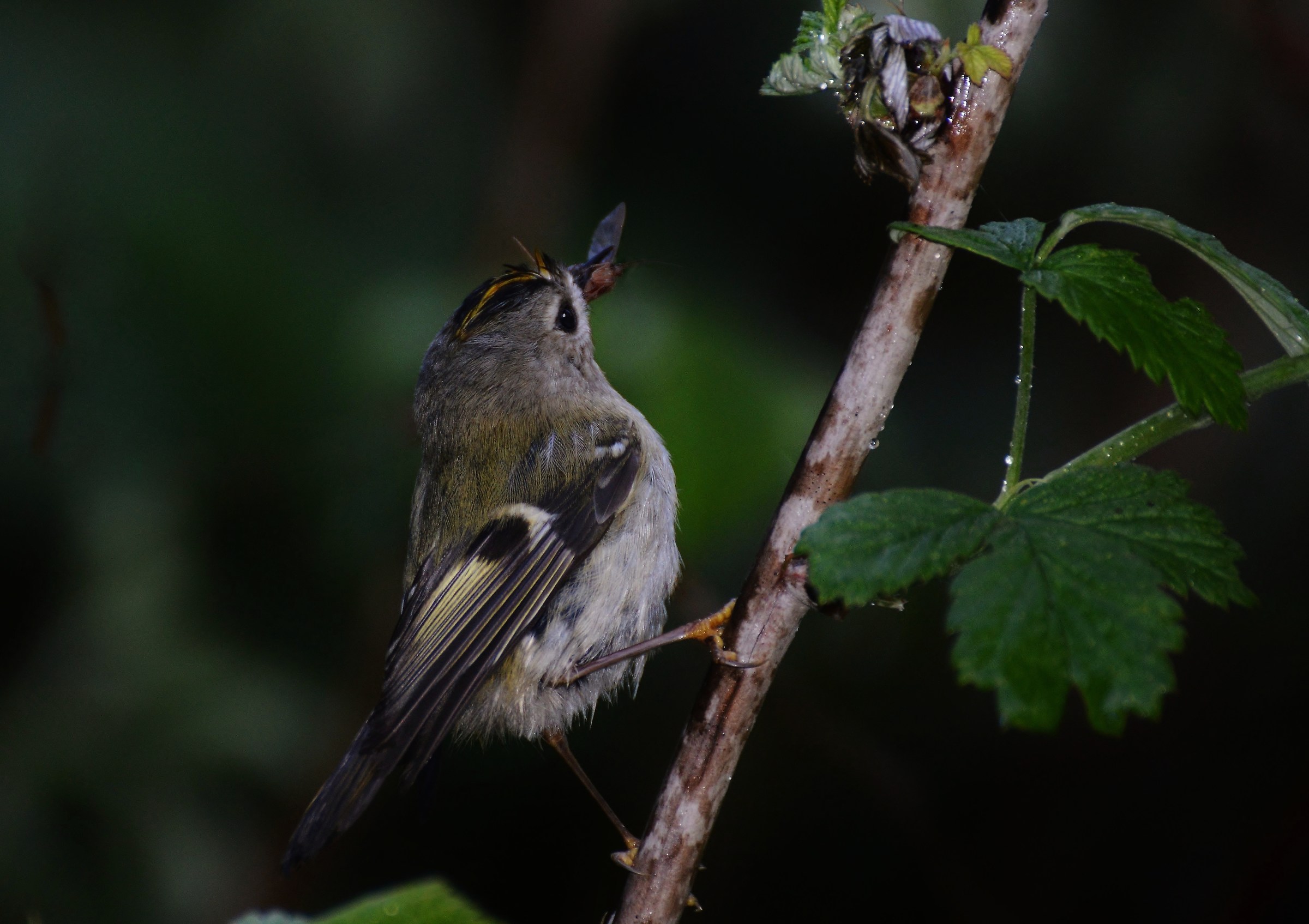 regolo (buon appetito)