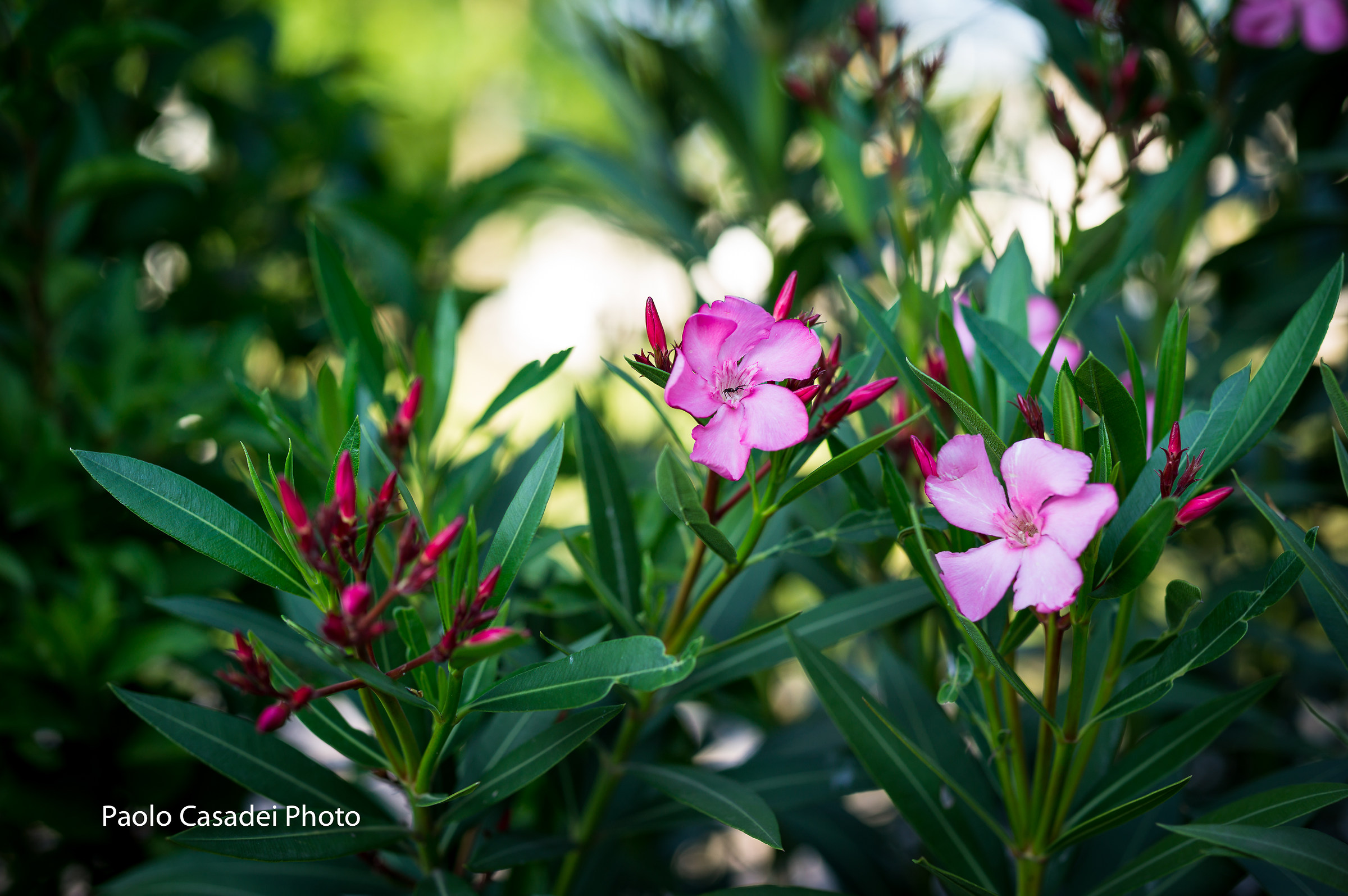 Try Leica S2 - The Queen of the CCD