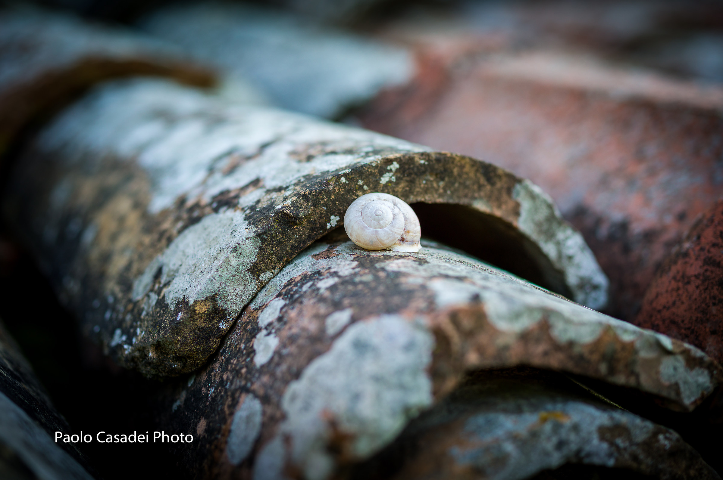 Try Leica S2 - The Queen of the CCD