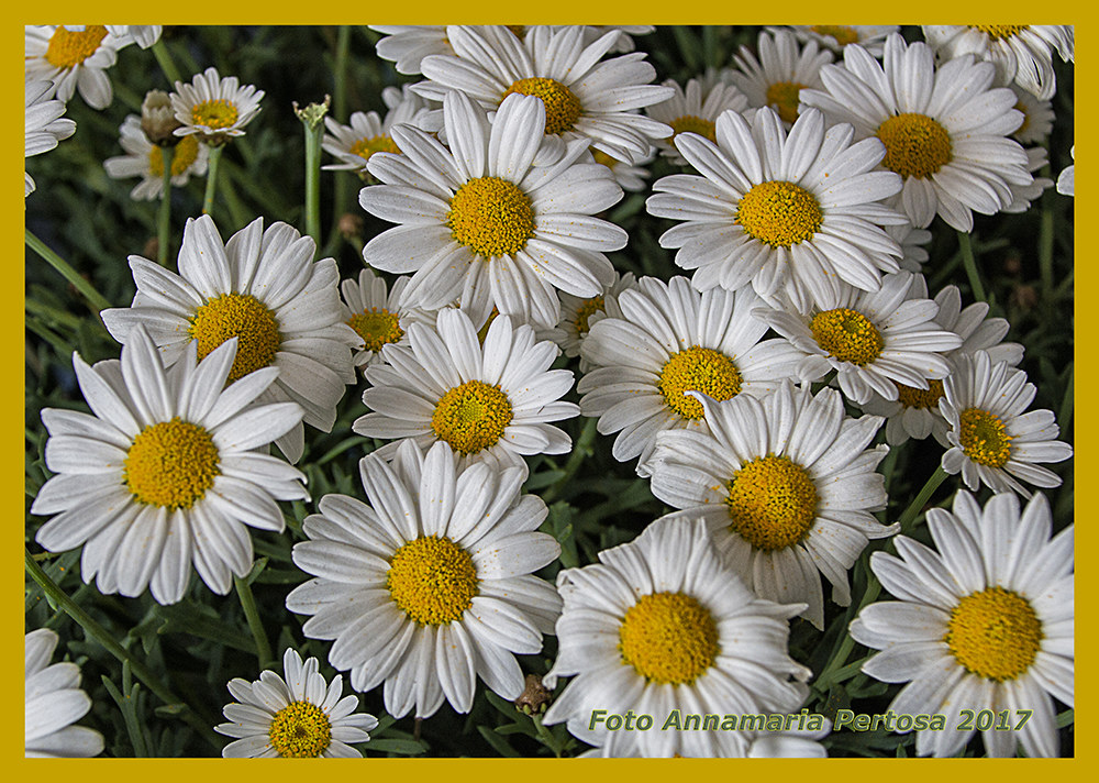 I look at a daisy! ...