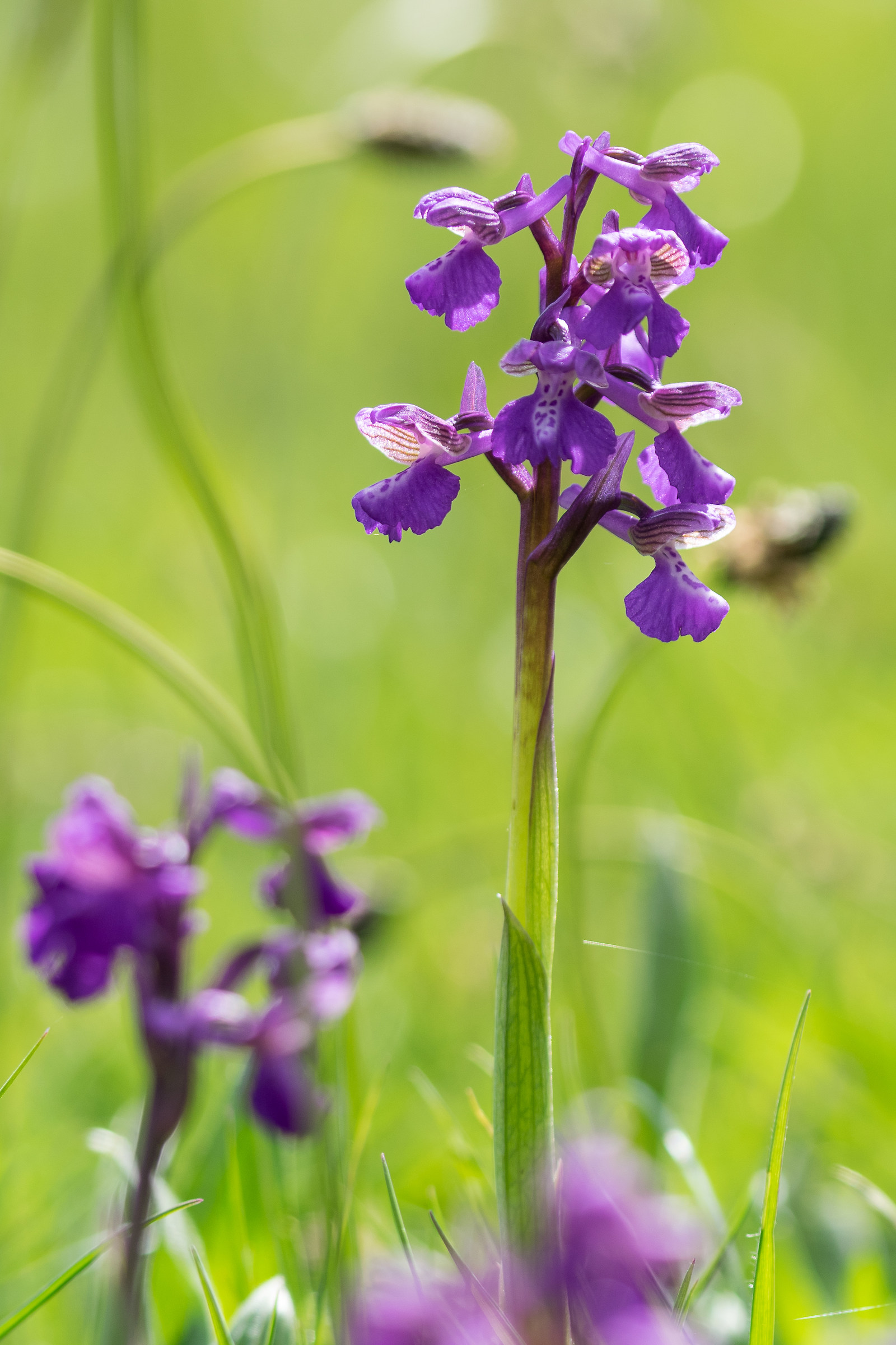 Green Winged Orchid