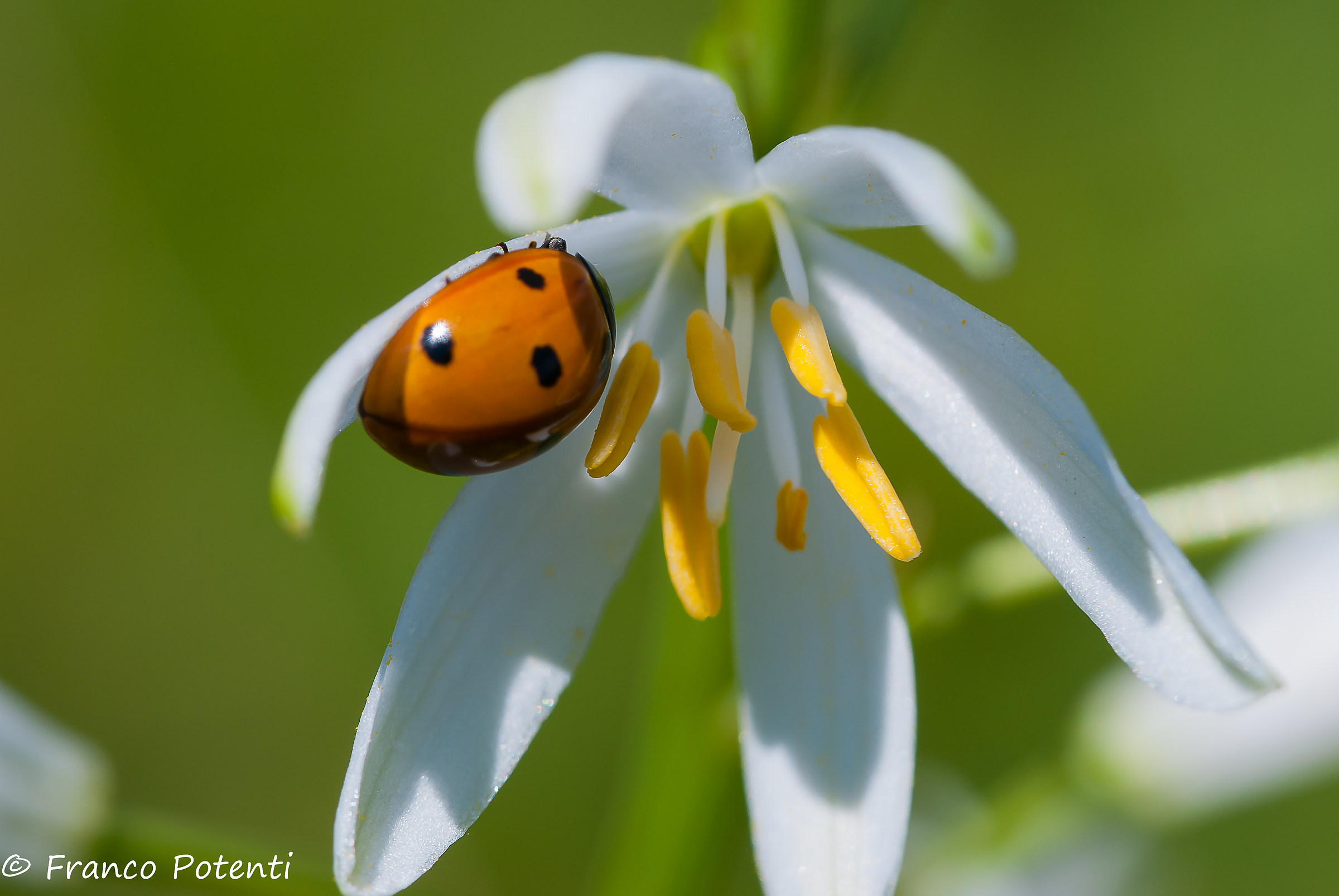 Ladybug