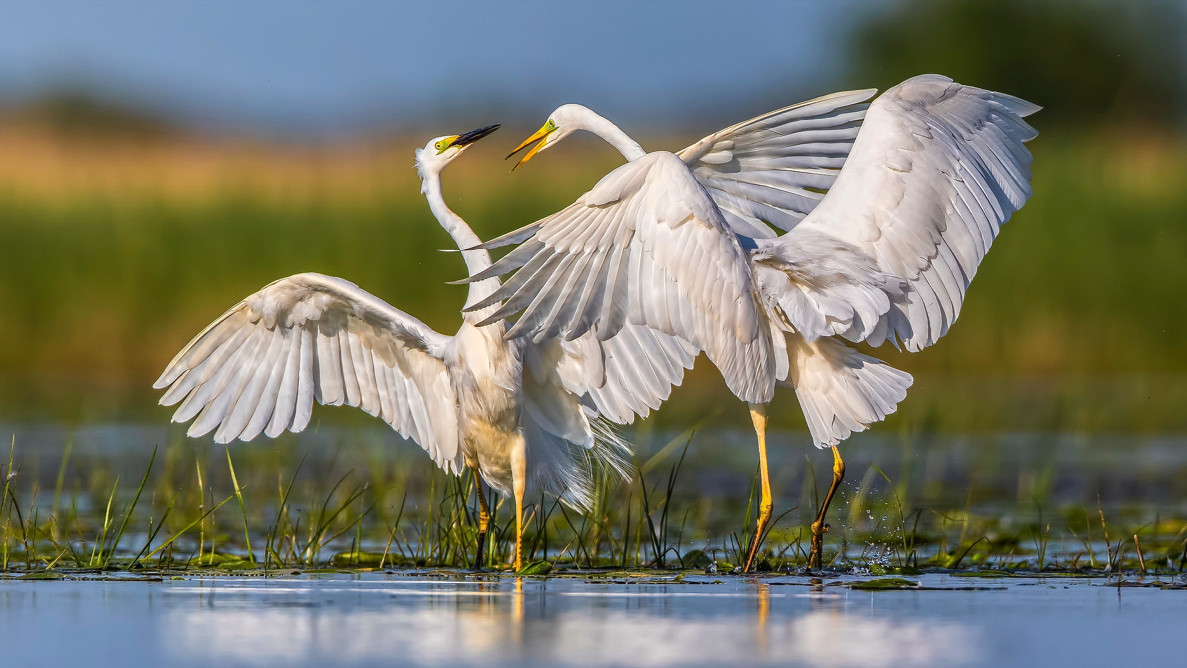Great White Egret (Egretta alba)