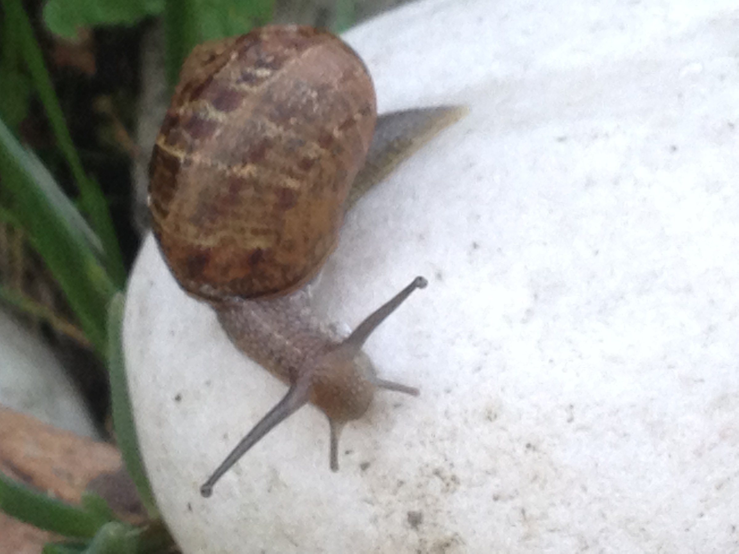 Snail