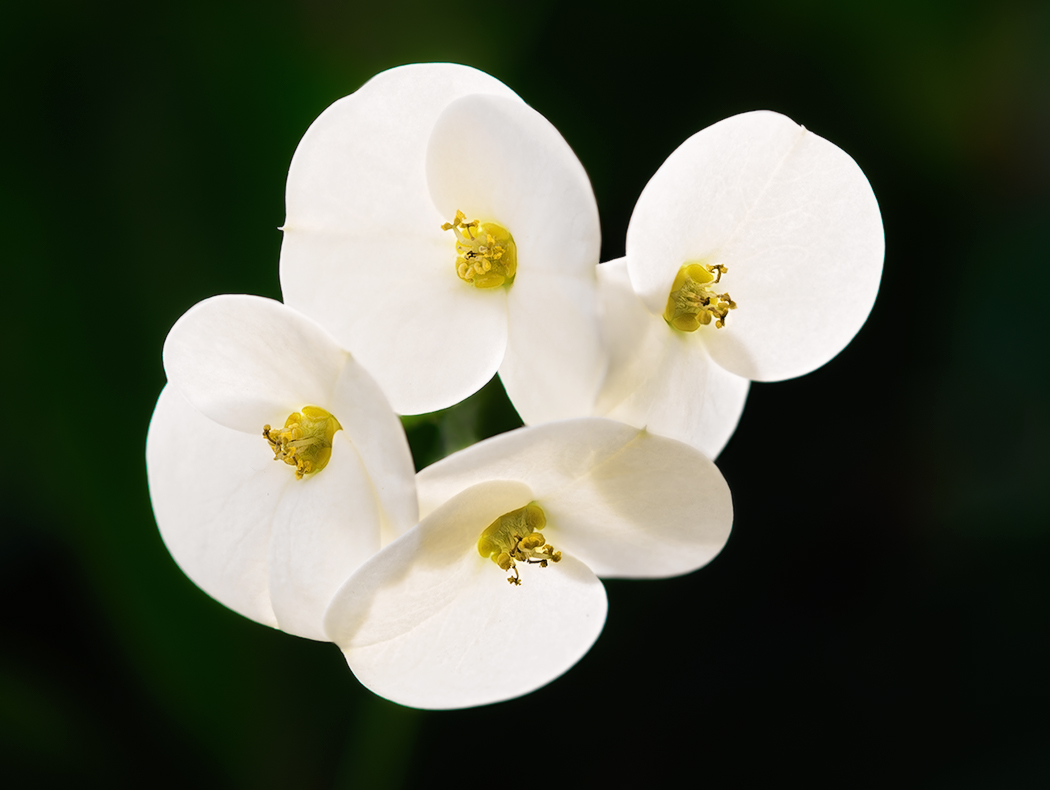 I fiori più piccoli