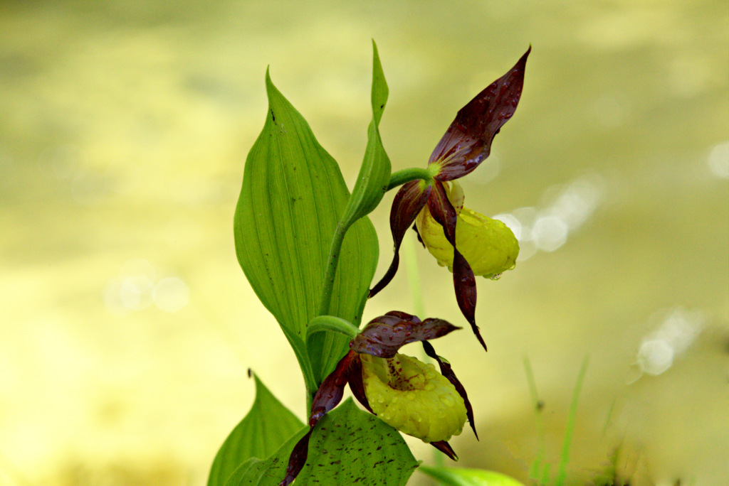 Cypripedium calceolus Linneo, 1753