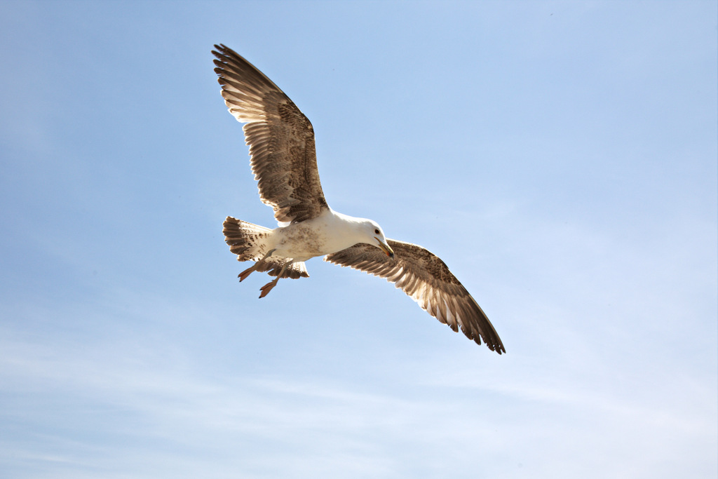 Larus michahellis (Naumann, 1840)-Gabbiano Reale Oporto