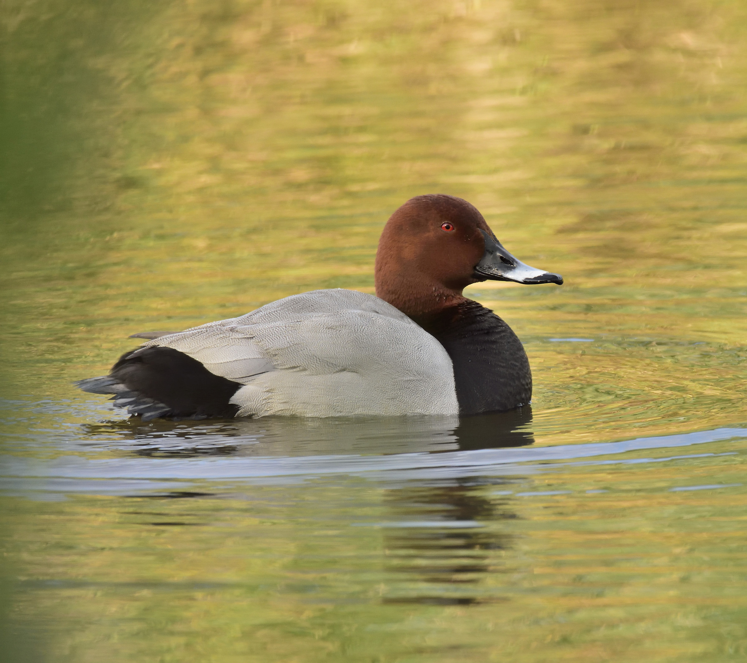 pochard