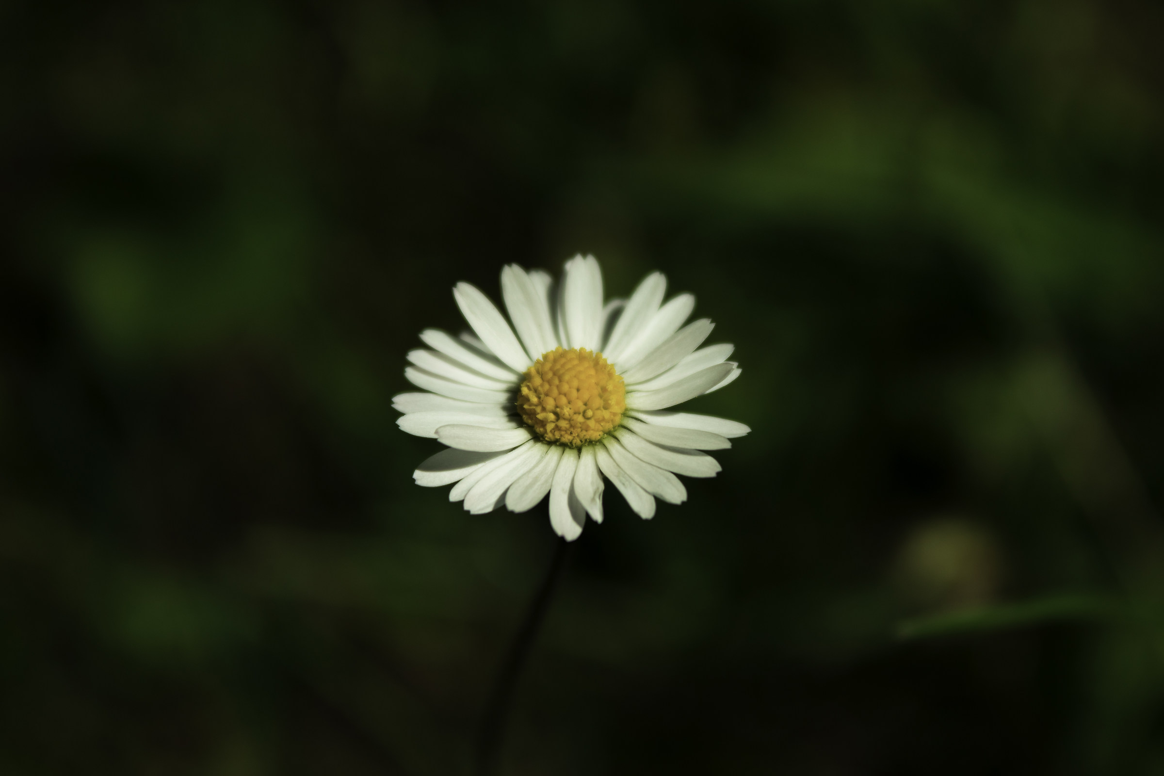 Leucanthemum vulgare