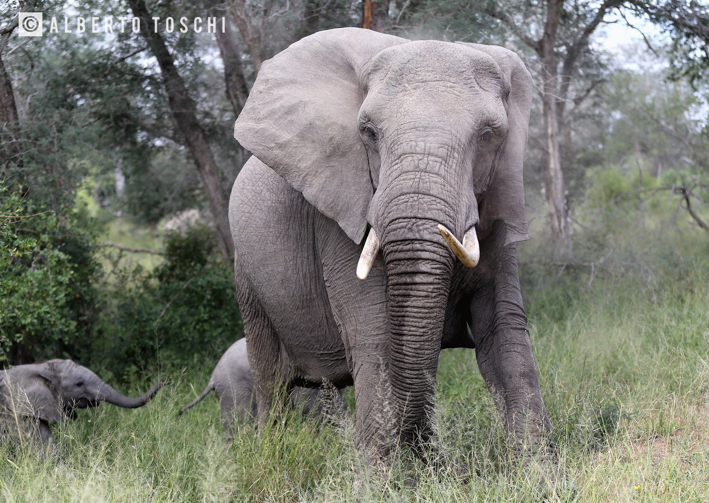 Elephant with offspring