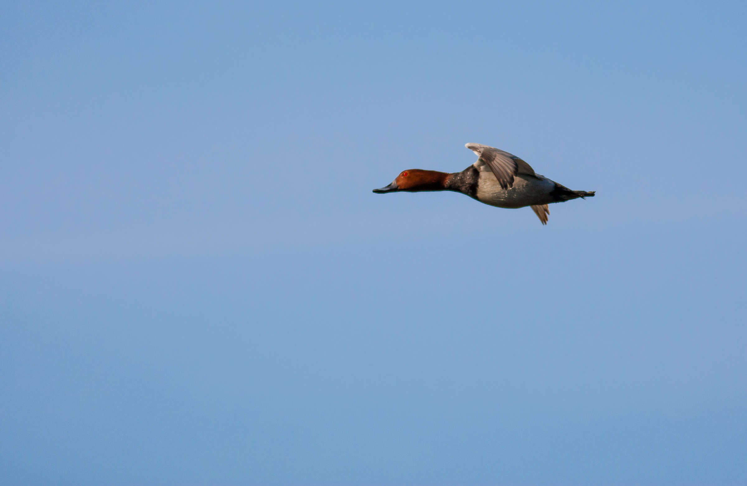 Pochard