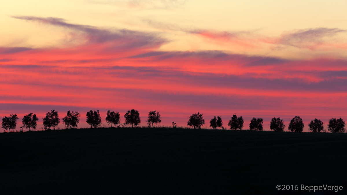 Tramonto sugli olivi