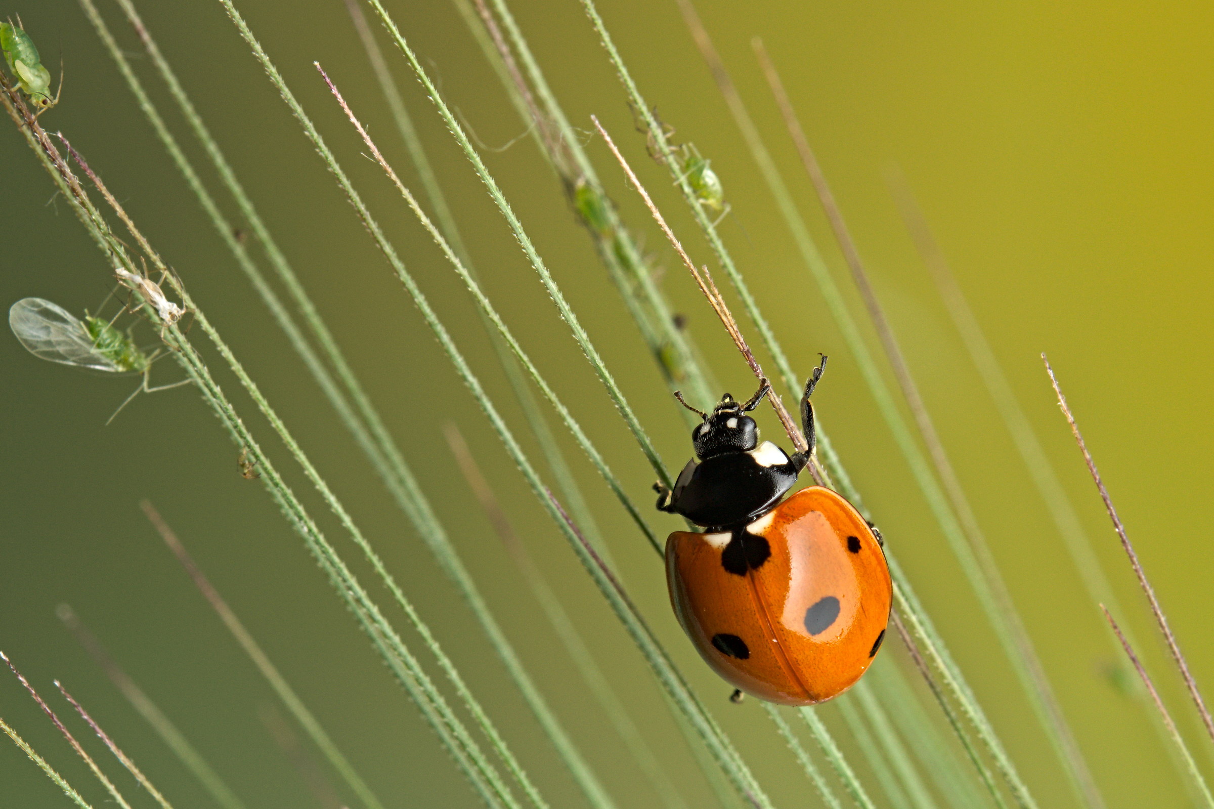Coccinella e afidi