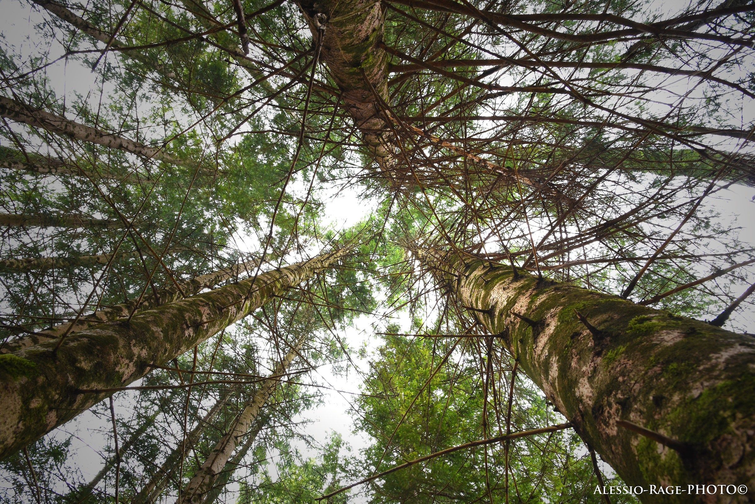 Woods mountains simbruini