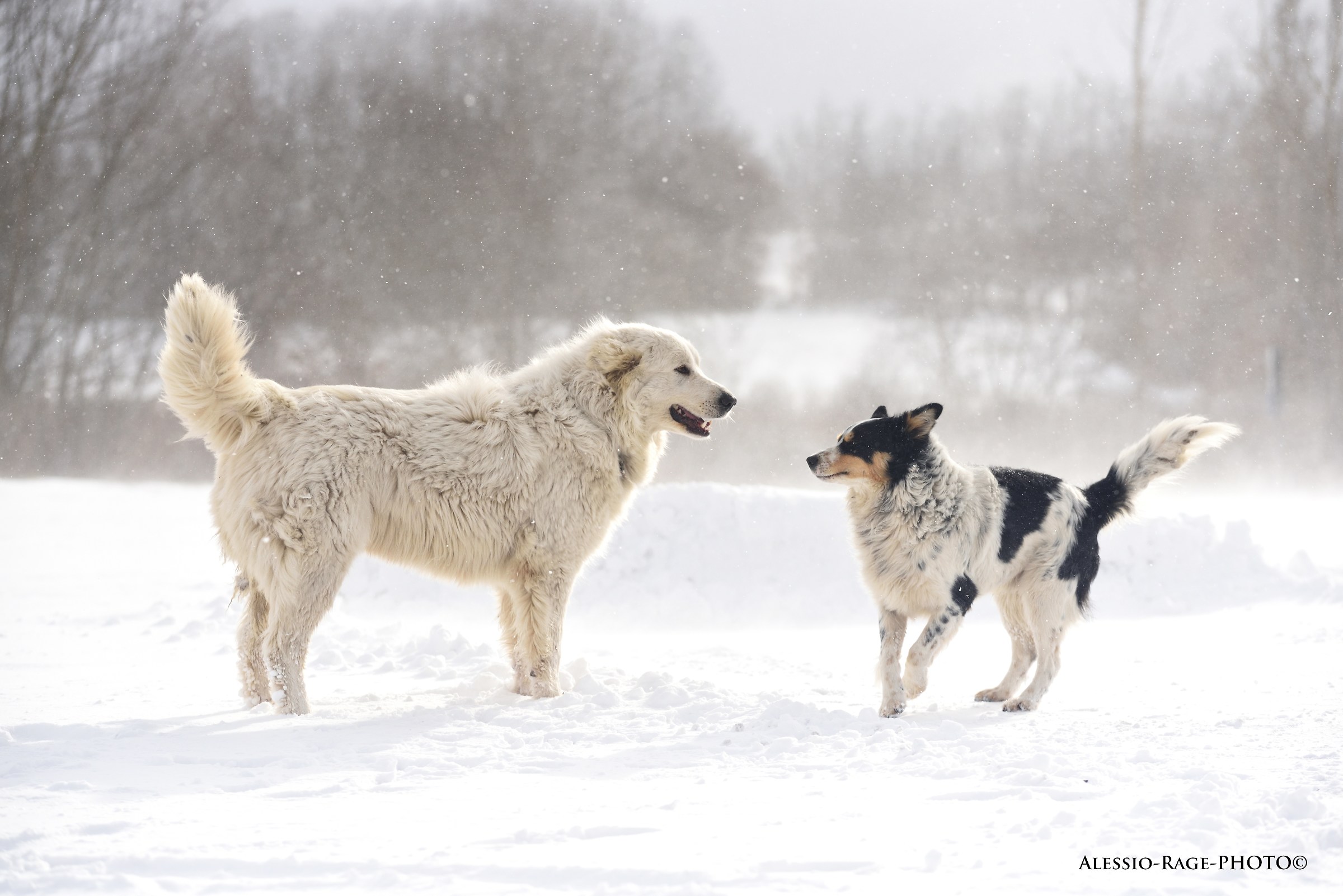 Amateur 01/2017-love is the greatest force