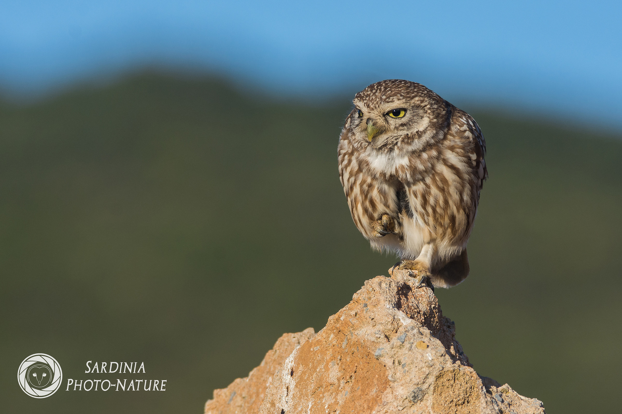 The wildlife of Porto Conte
