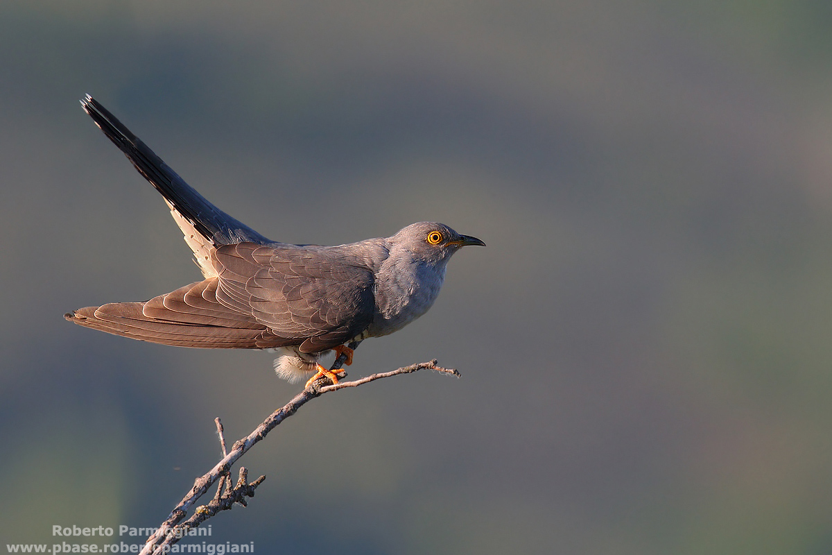 Latest light with cuckoo
