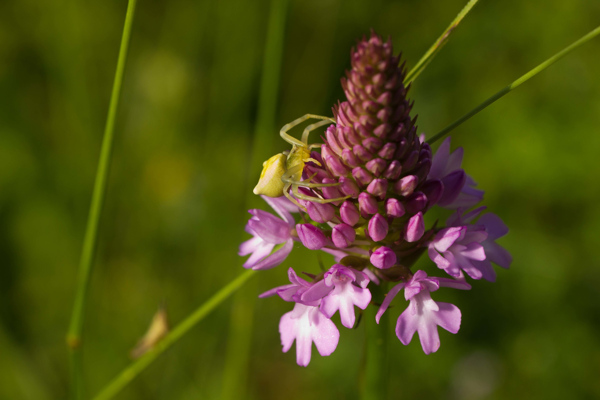 Anacamptys pyramidalis