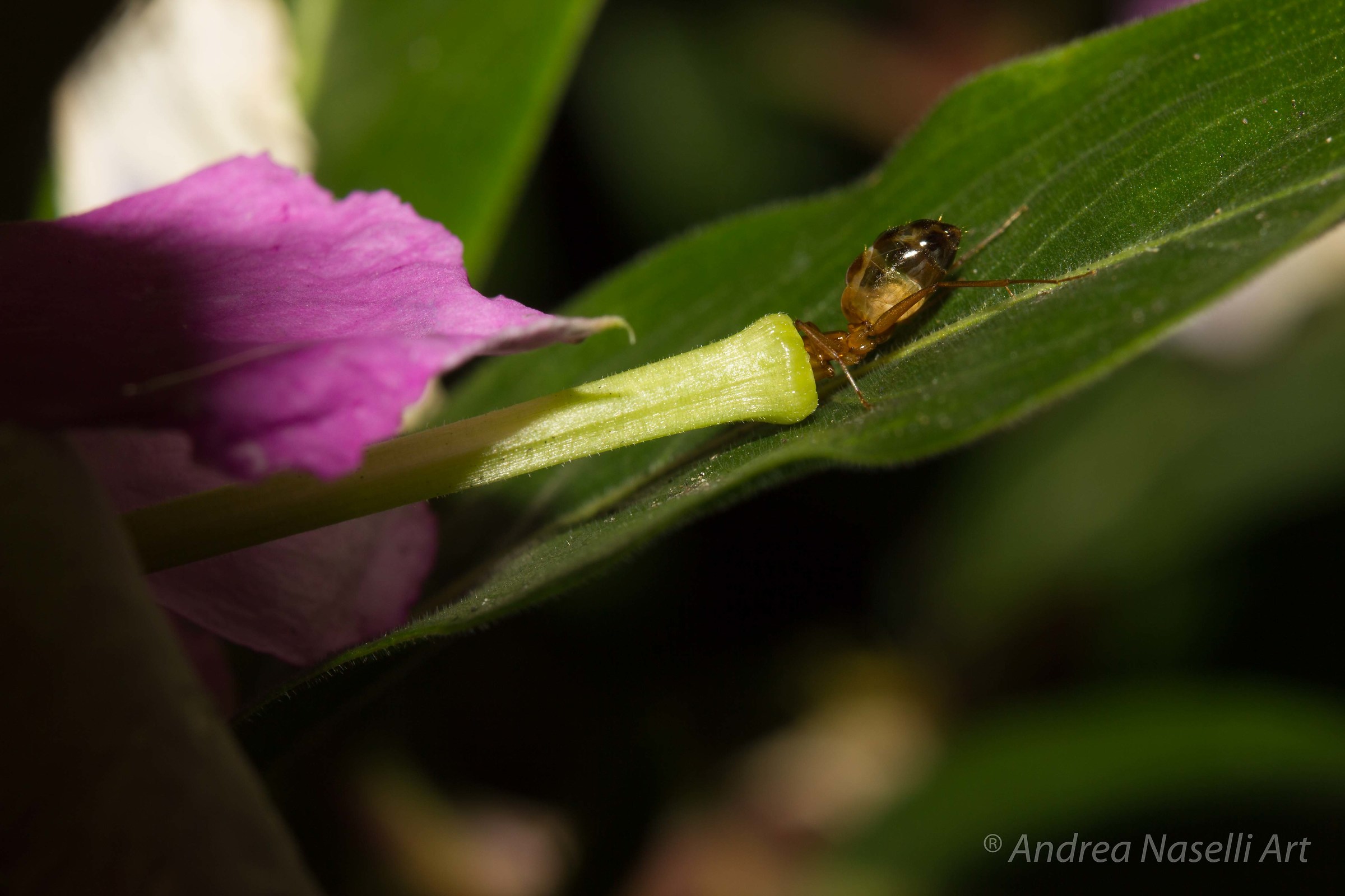 Little Big Breakfast