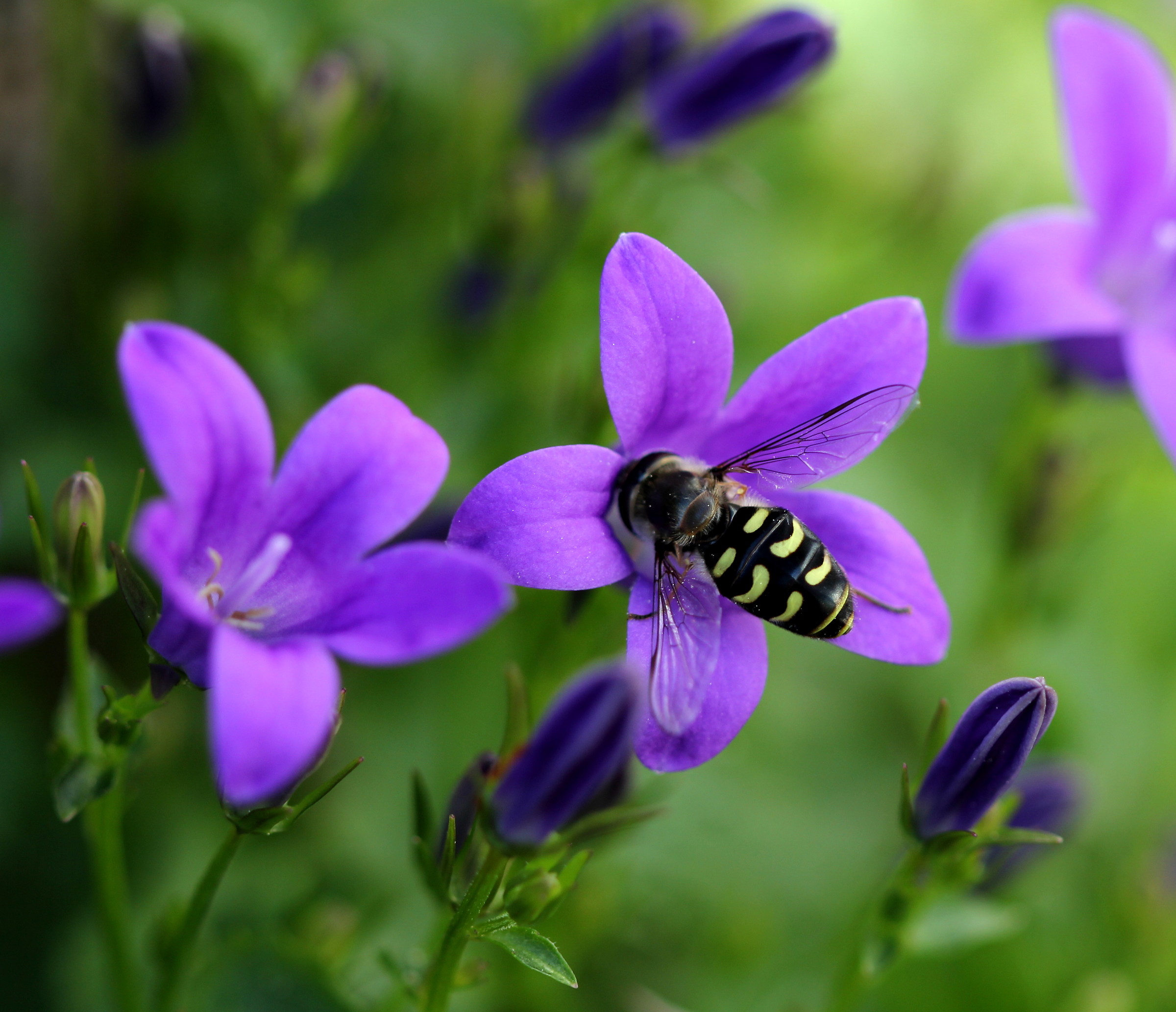 La campanula e l'ospite più bello