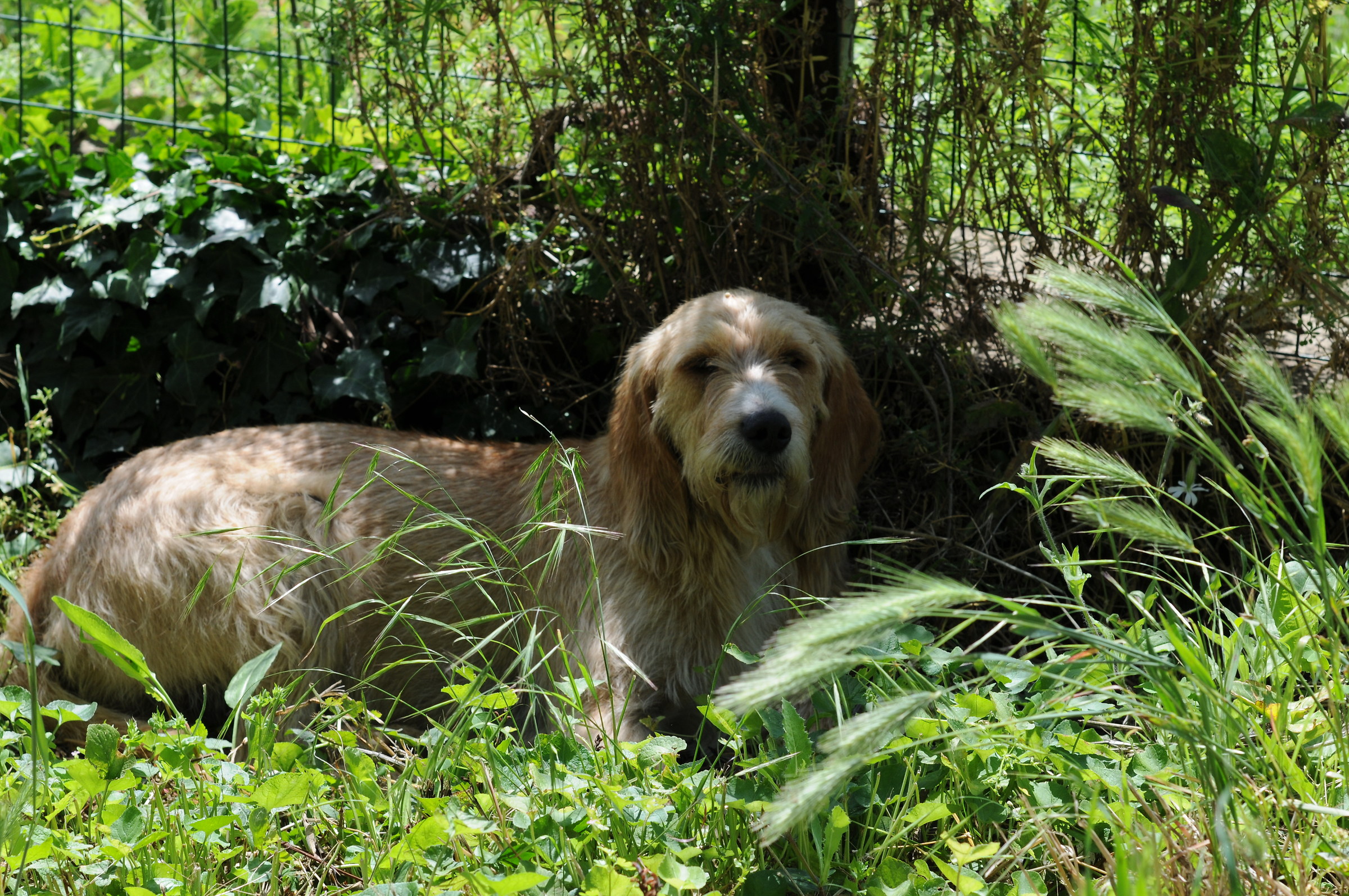 il mio Amoroso Olmo.