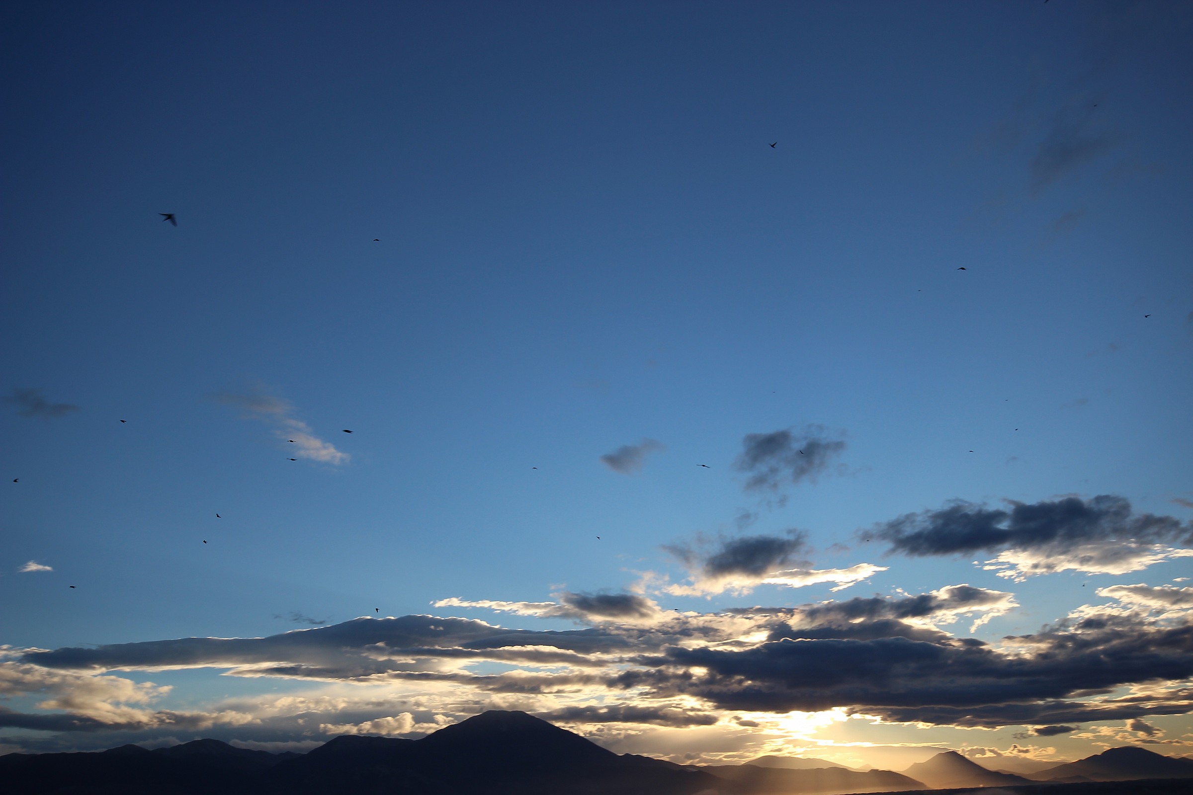 Birds in the morning