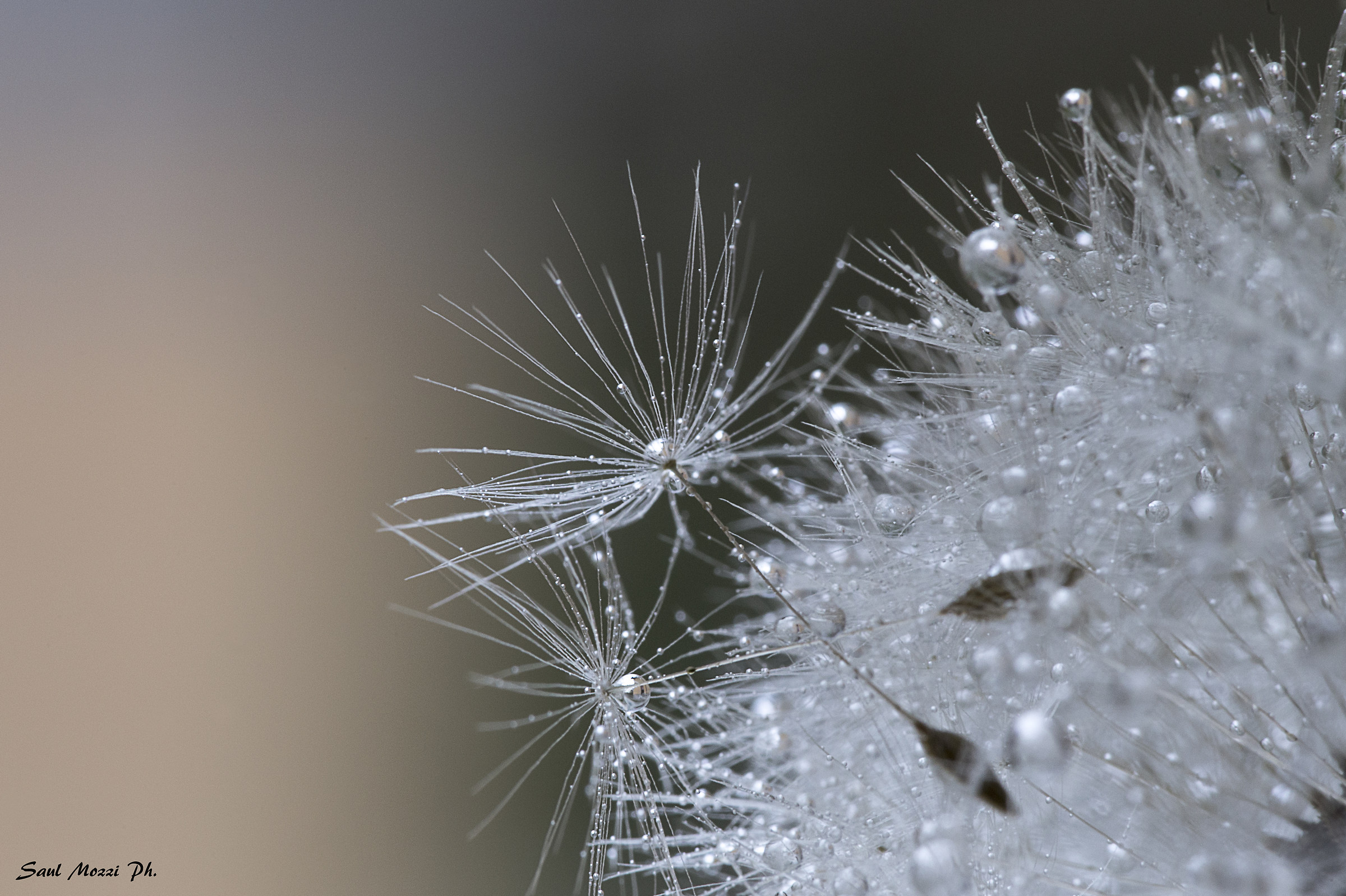 Dew on the shower head