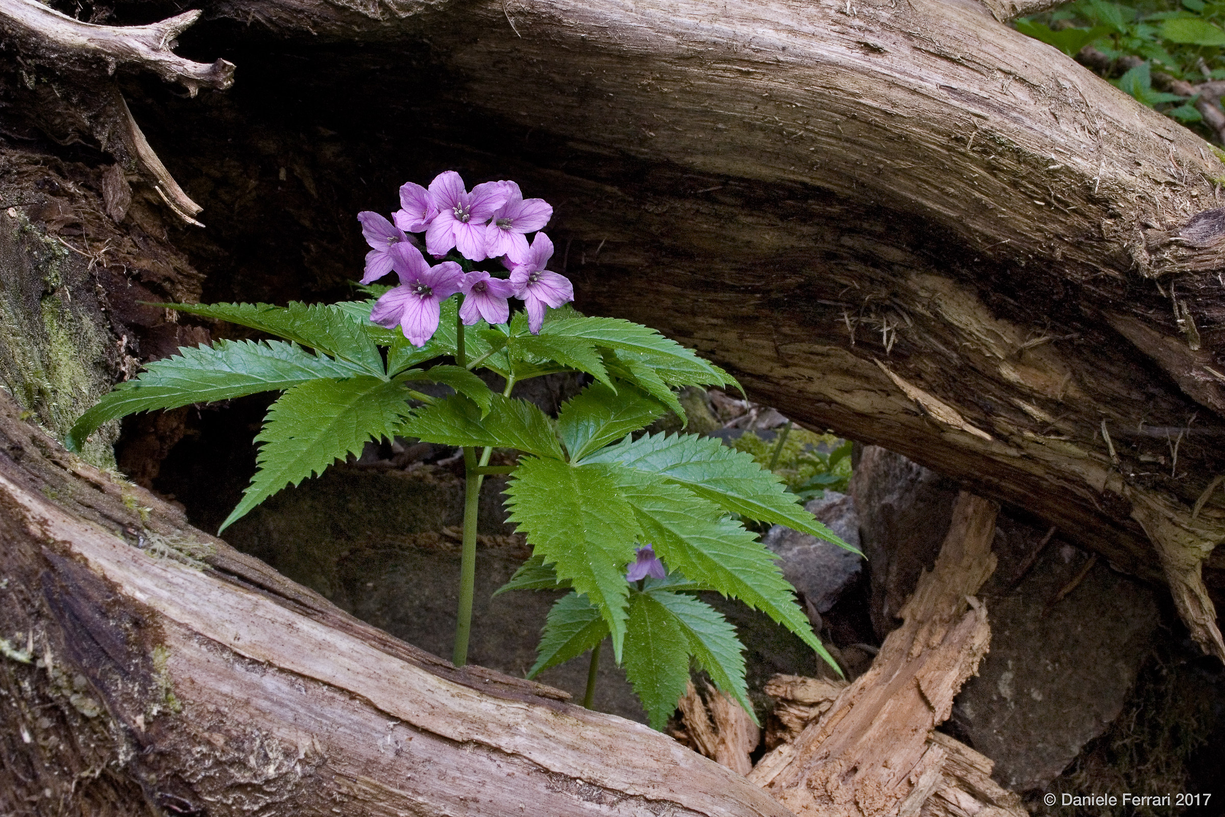 Cardamine pentaphyllos