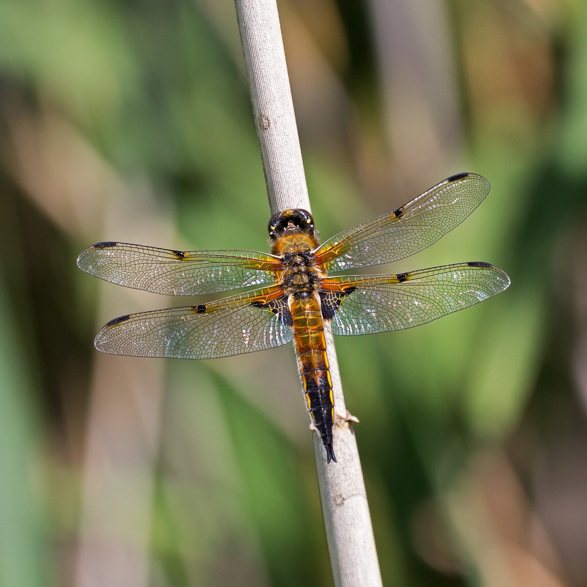 Libellula quadrimaculata - Maschio