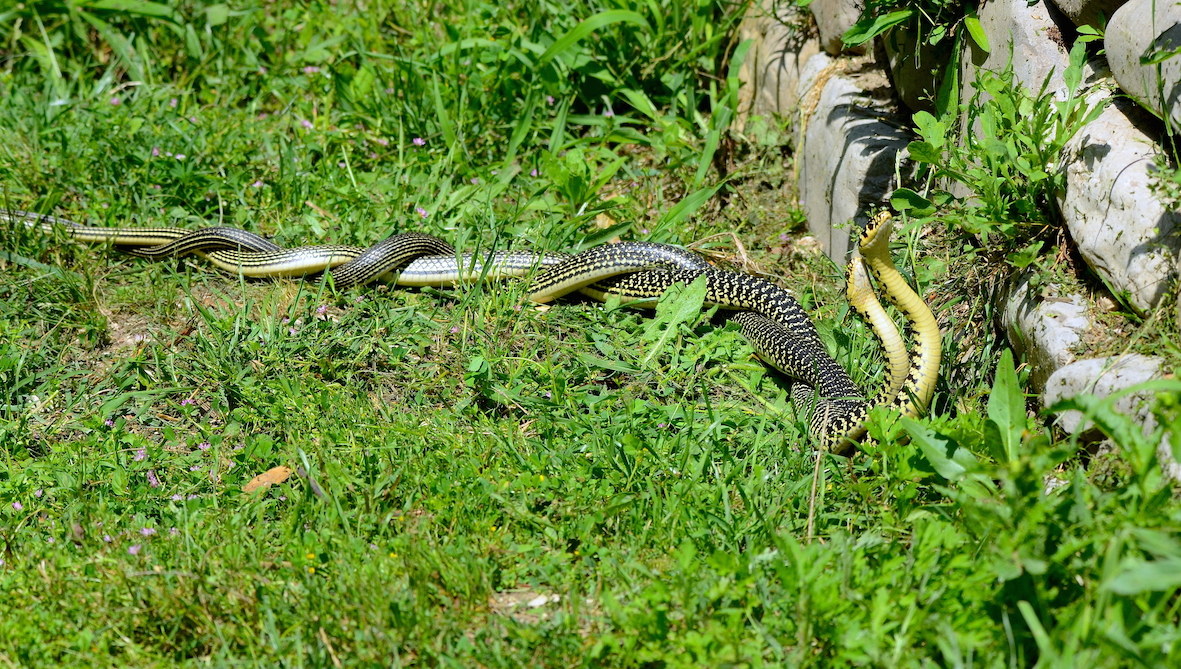 Accoppiamento Biacchi ( Hierophis viridiflavus )