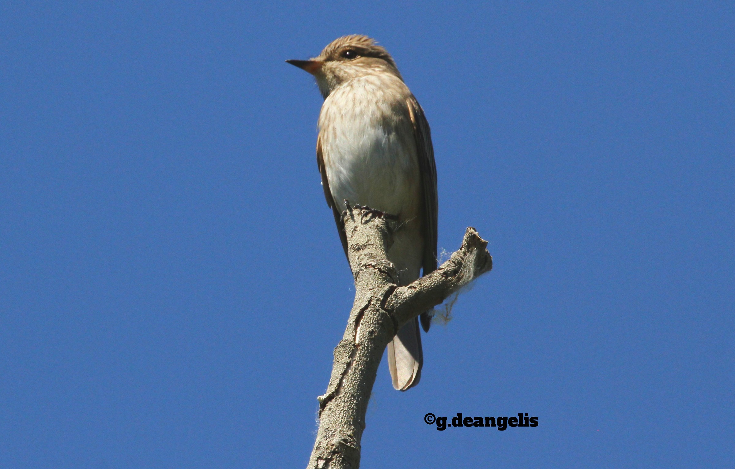 Psychiatrists -Muscicapa streaked