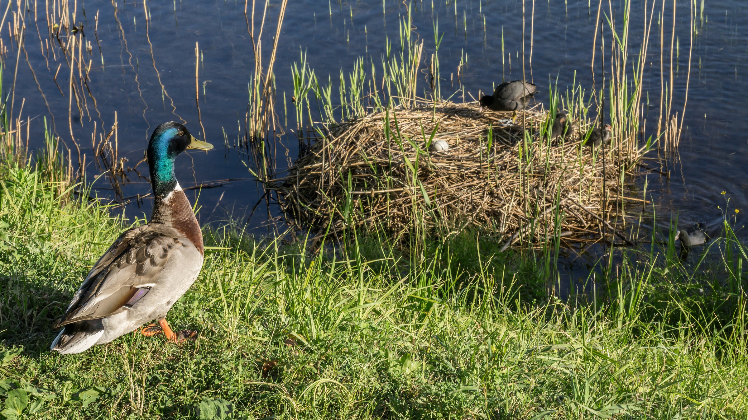 Germano looks at the folaghe as they occupy the nest