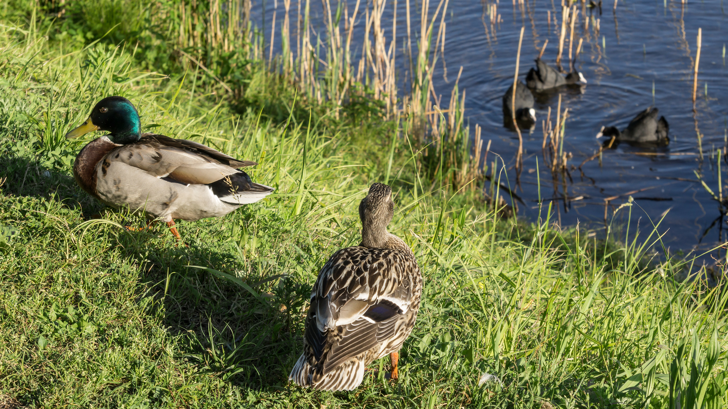 Coppia di giovani Germani sull'alzaia - 6