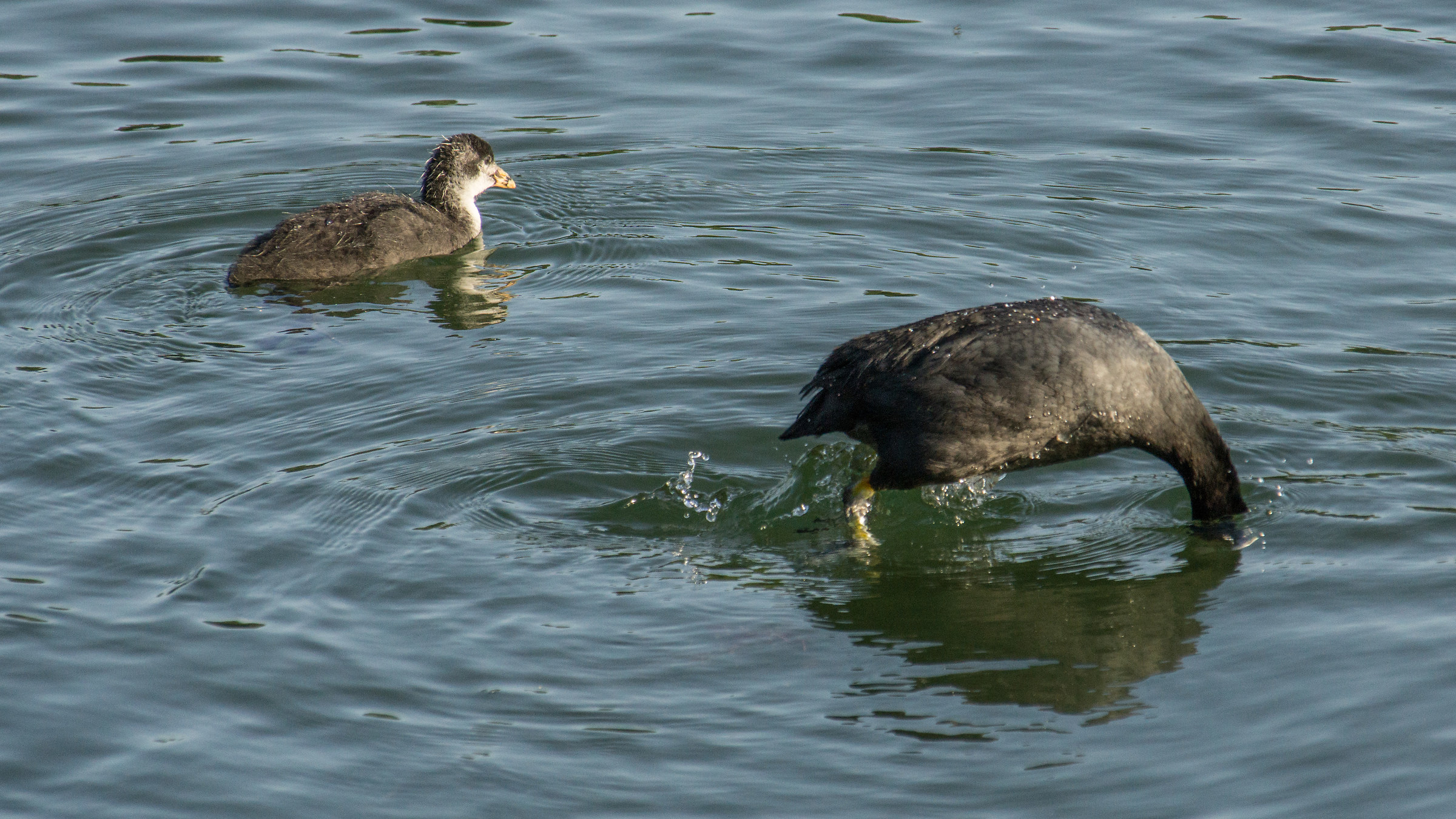 Folaga dives to find food for the chick