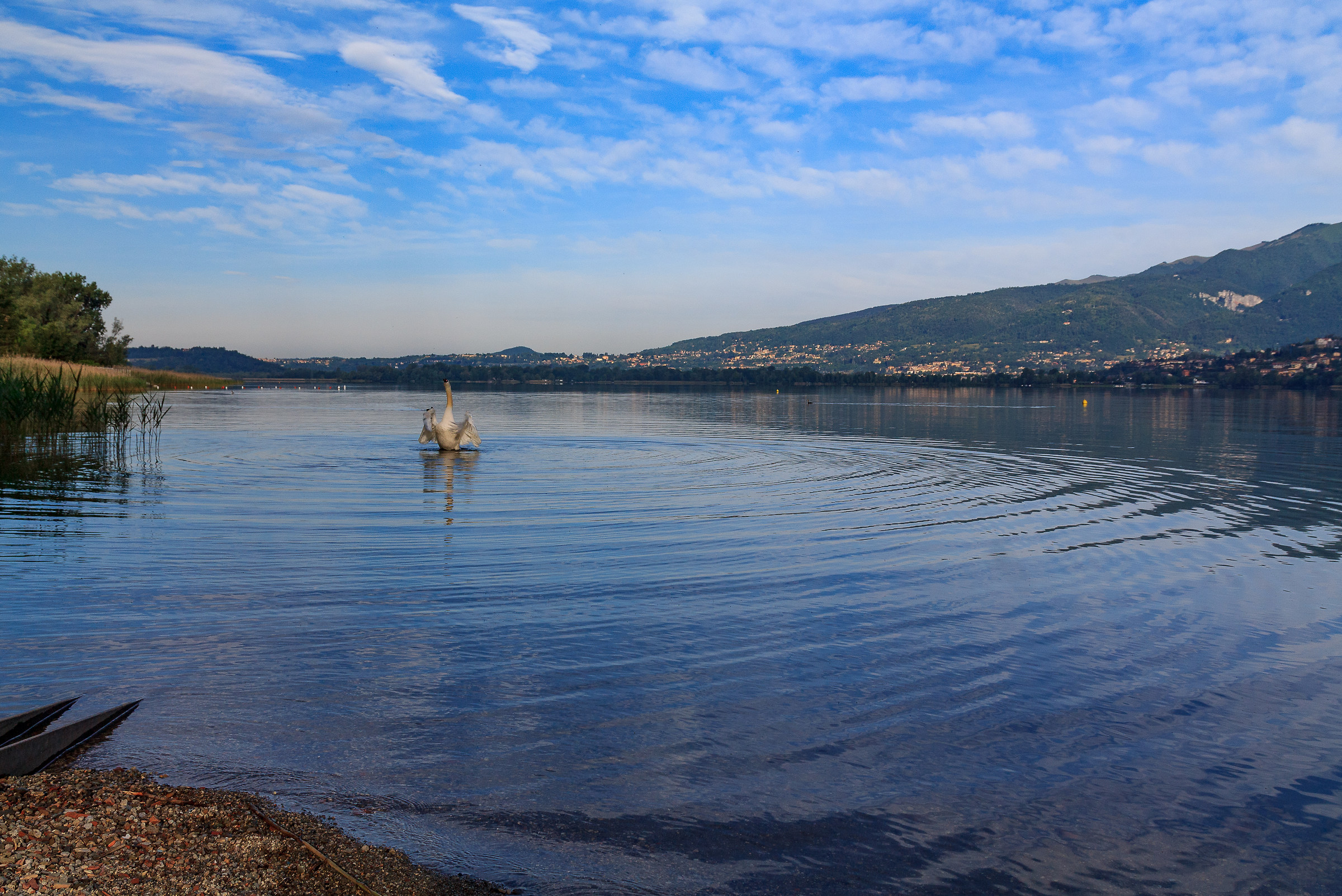 The king defends his lake