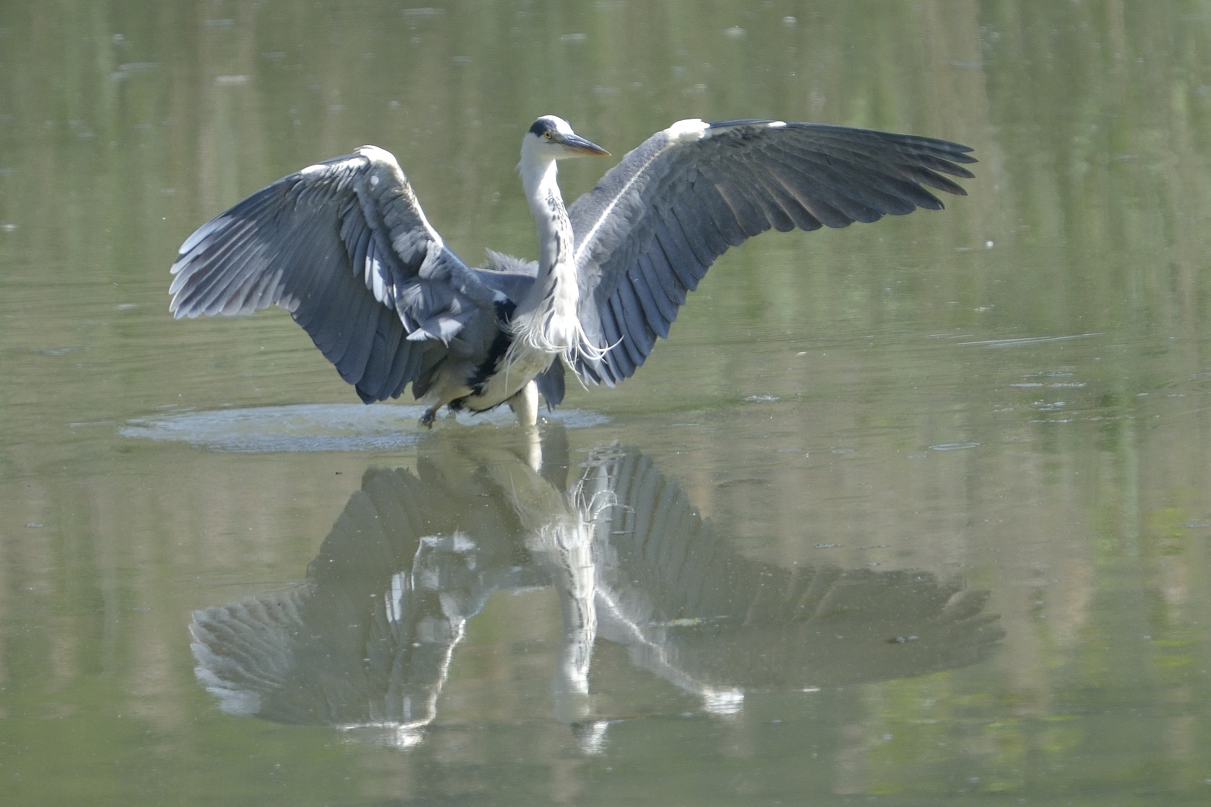 Grass heron