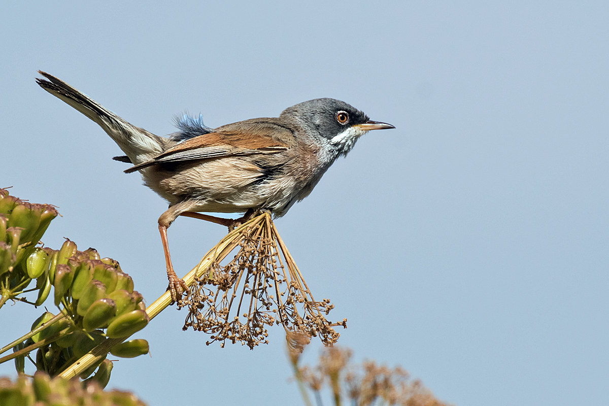 Subalpine Warbler.