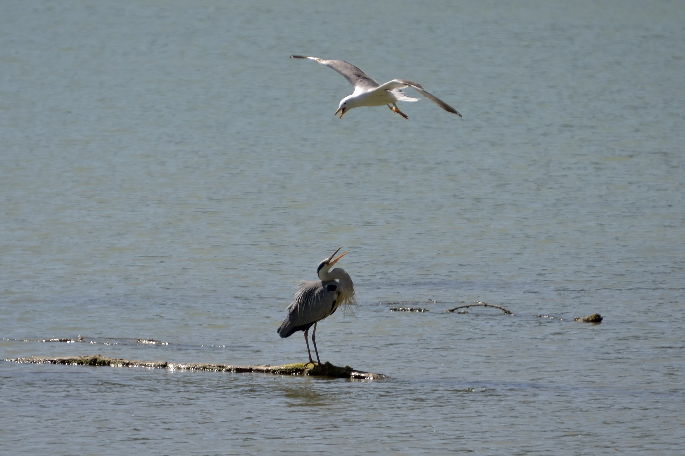 Reserve Tevere Farfa