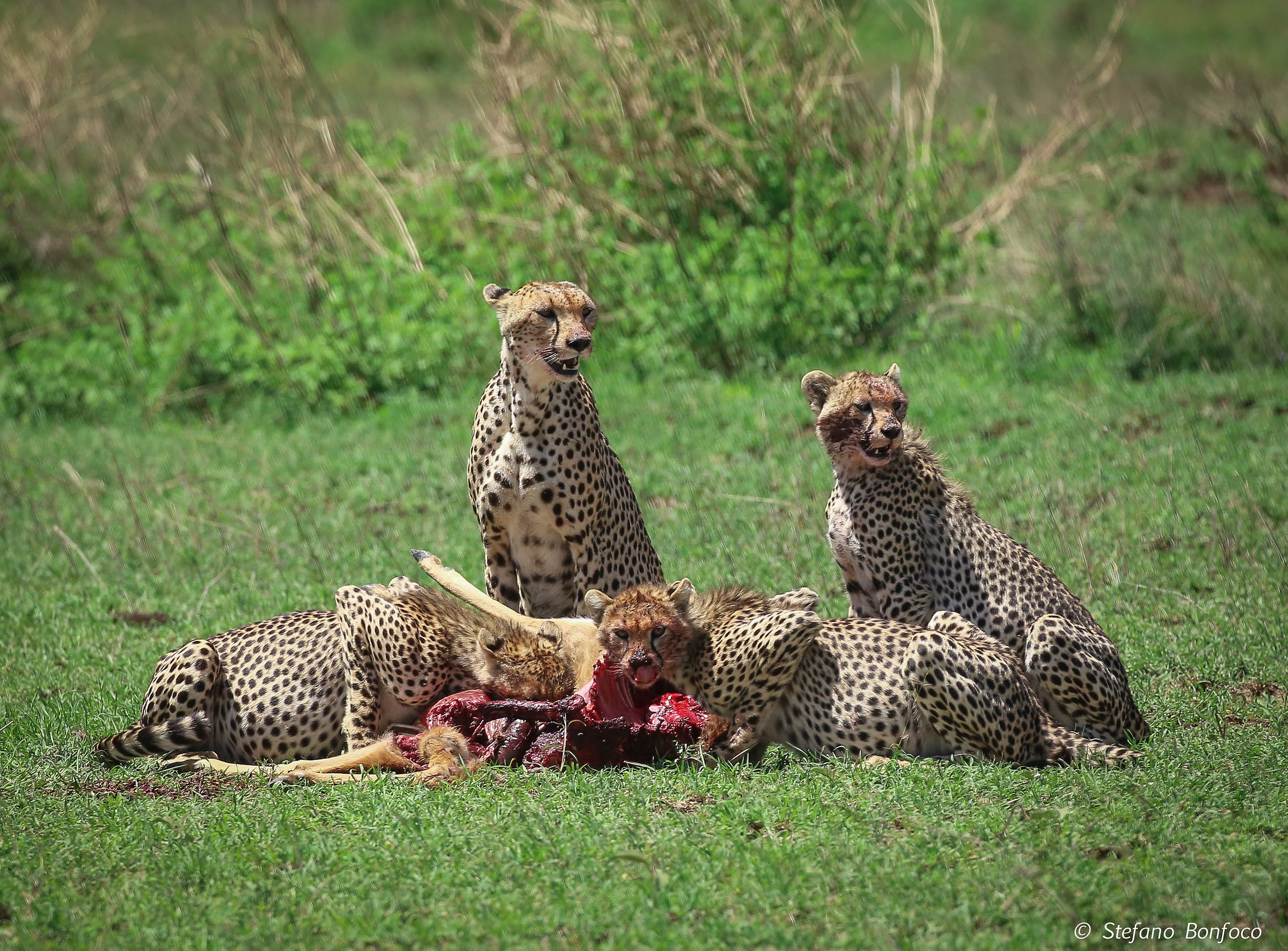 Cheetah (Acinonyx Jubatus)