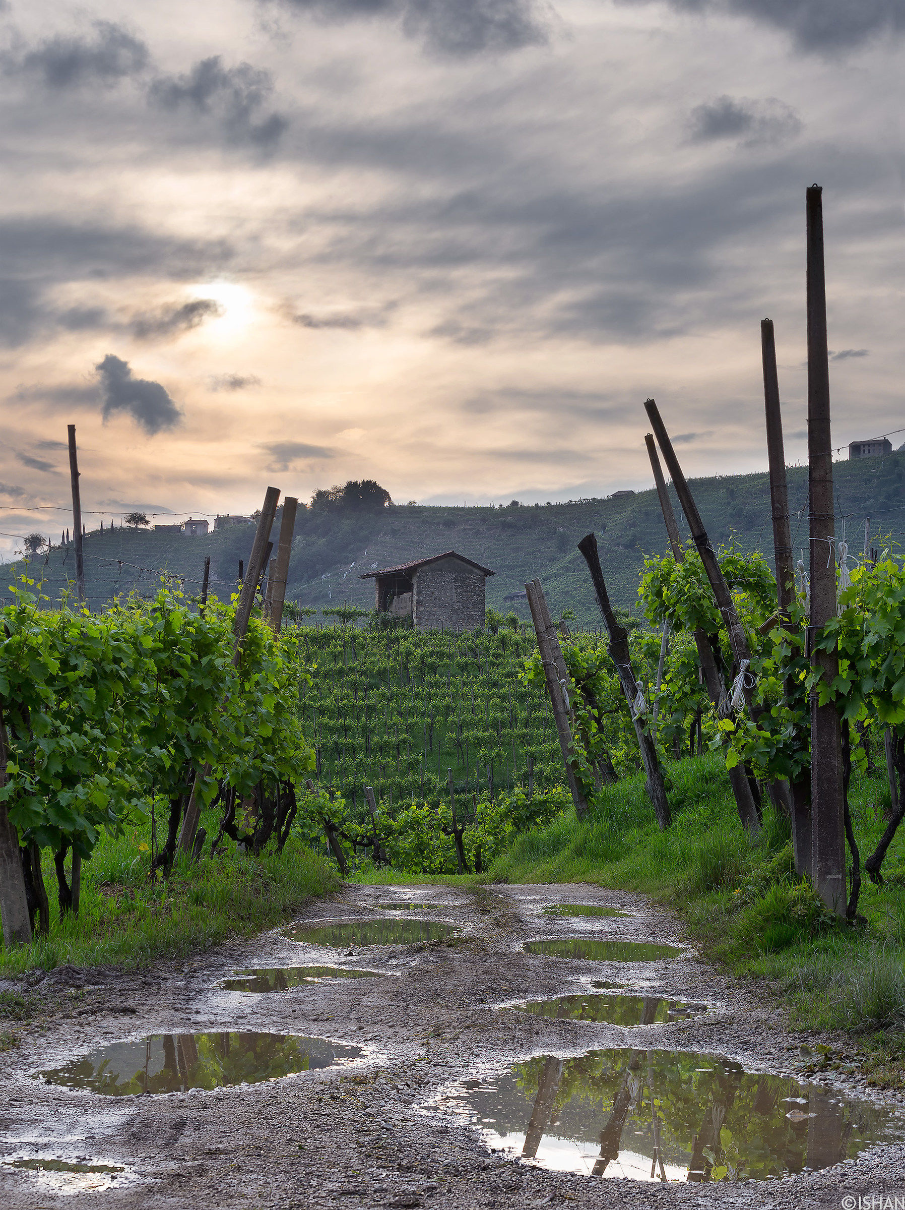 La strada per la vigna