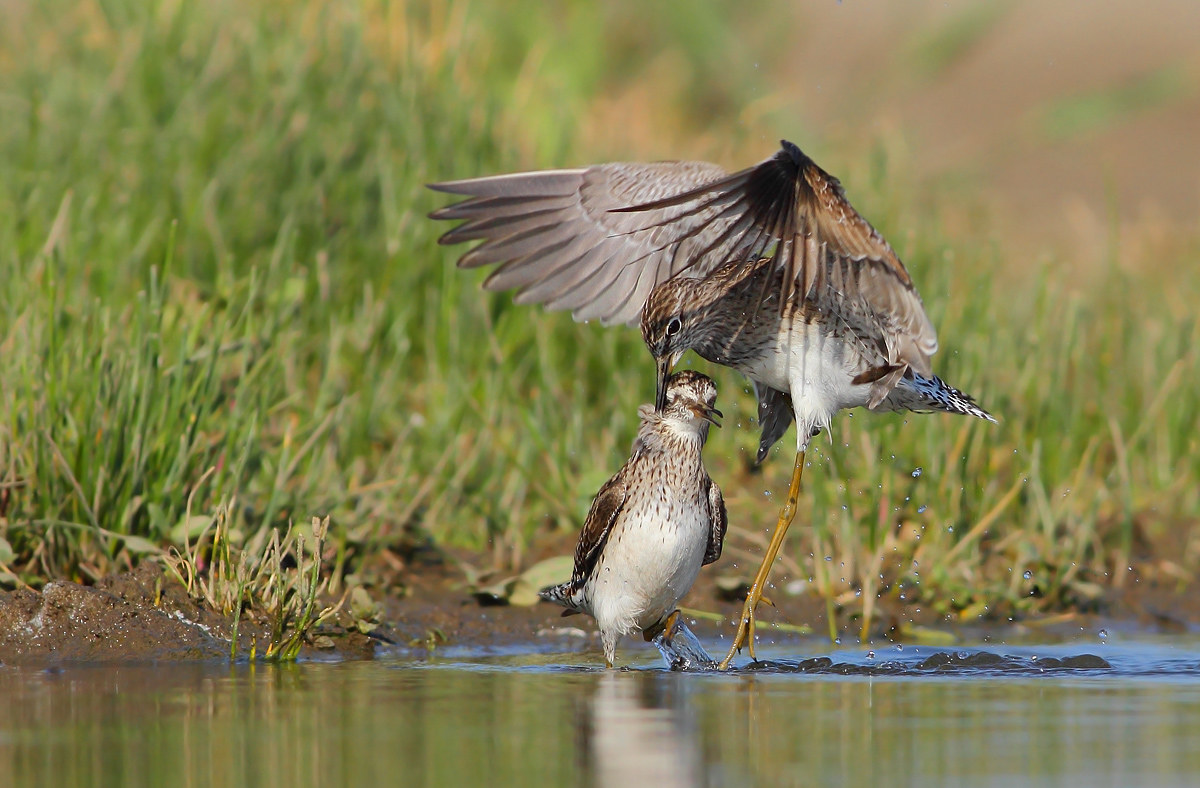 Piro piro boscherecci in lite