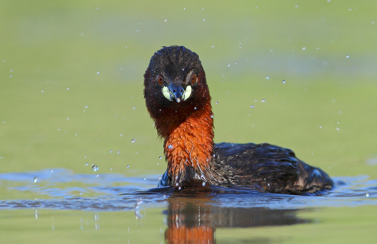 Little Grebe