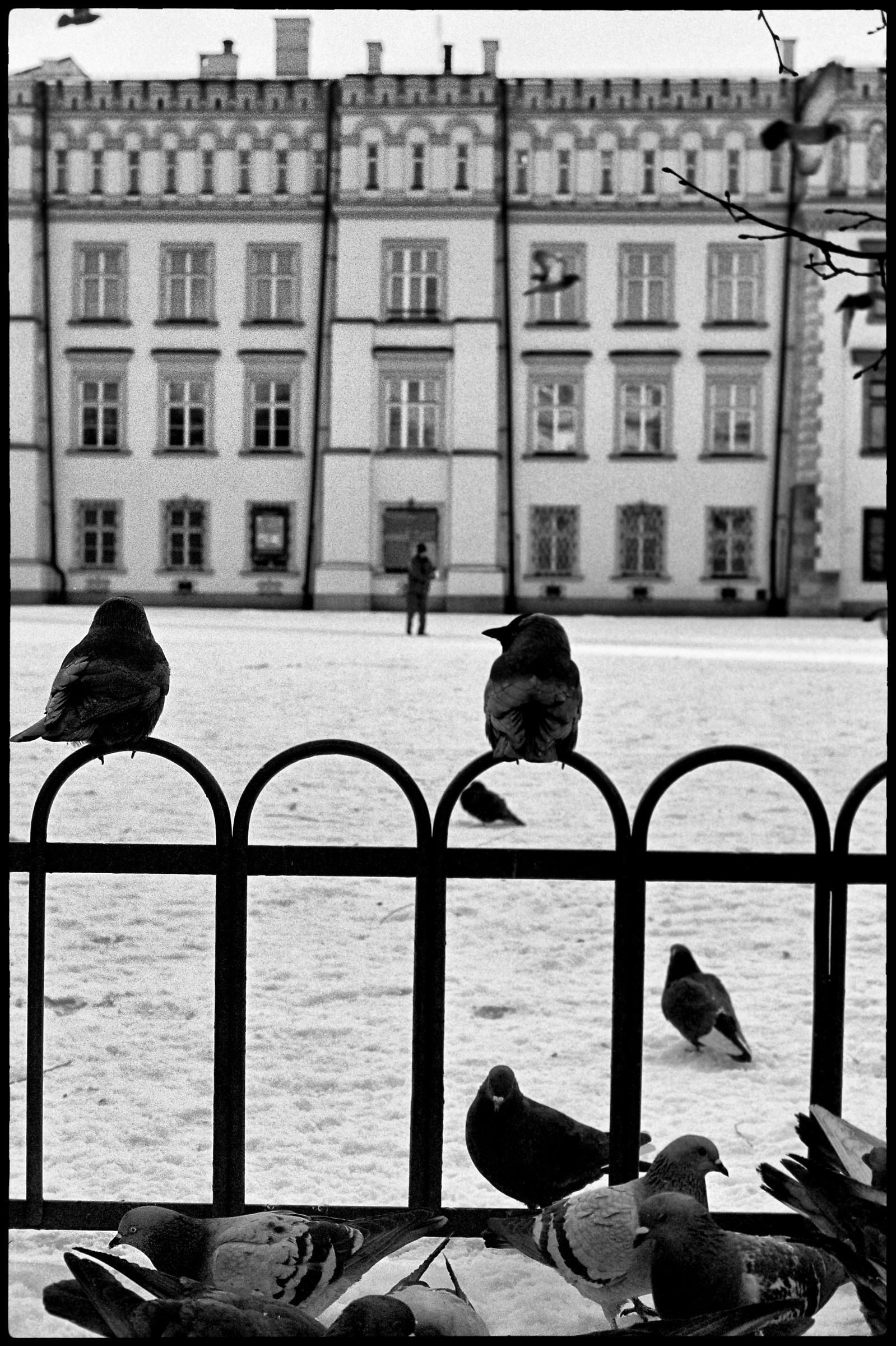 Krakow pigeons
