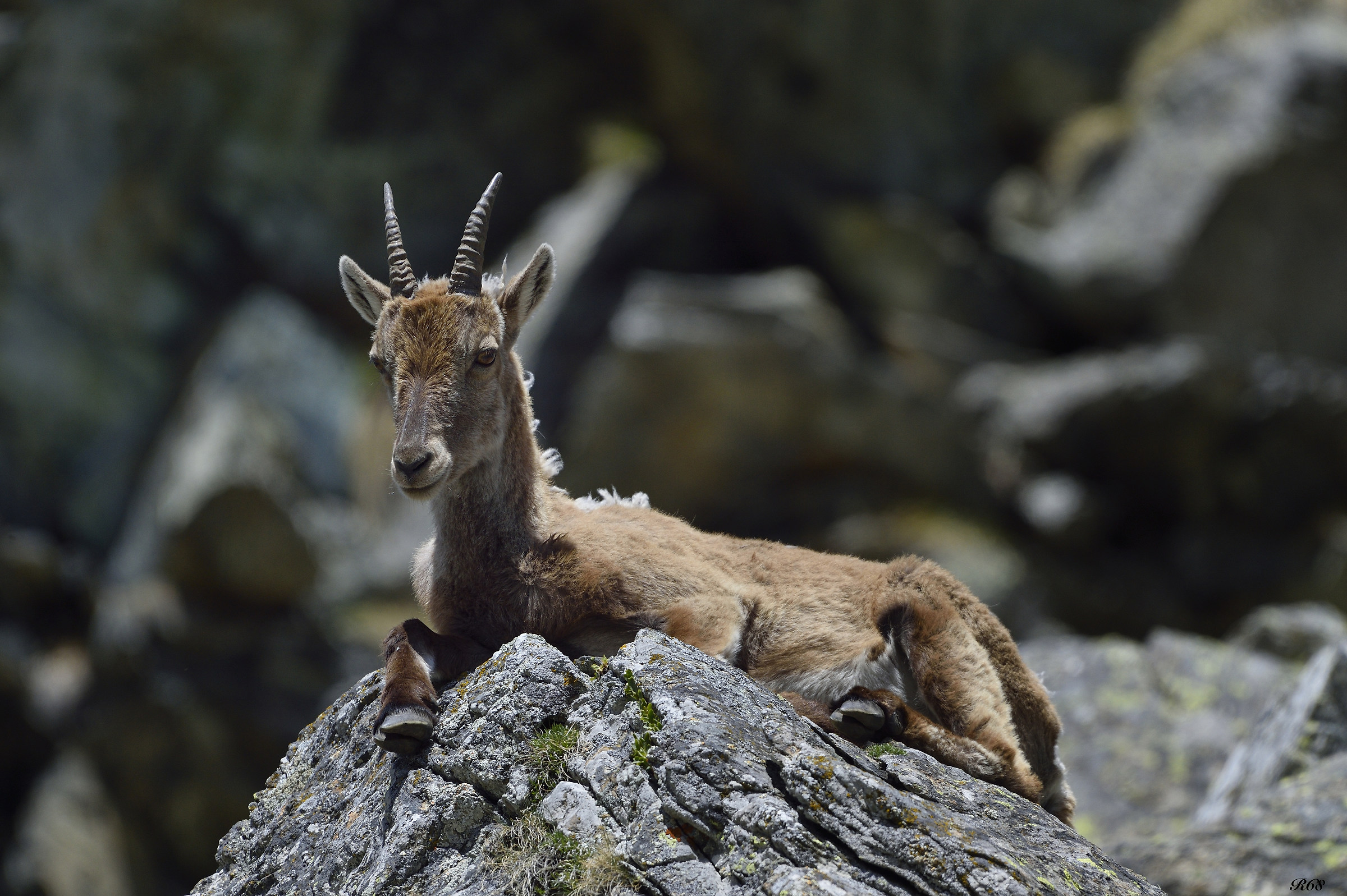 ibex