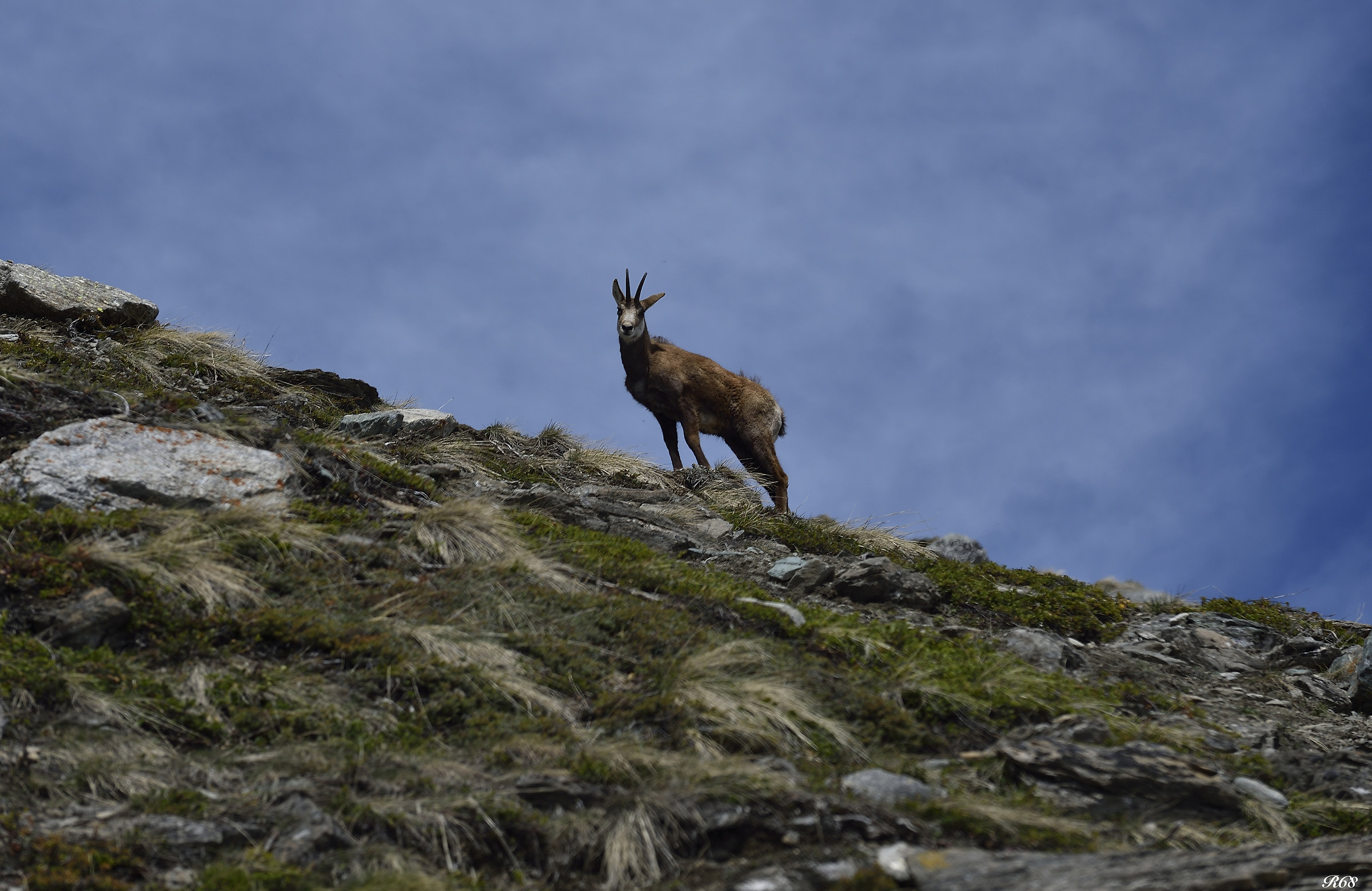 chamois