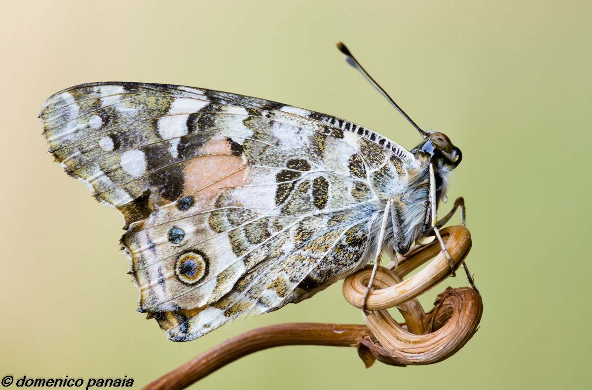 vanessa del cardo (credo)