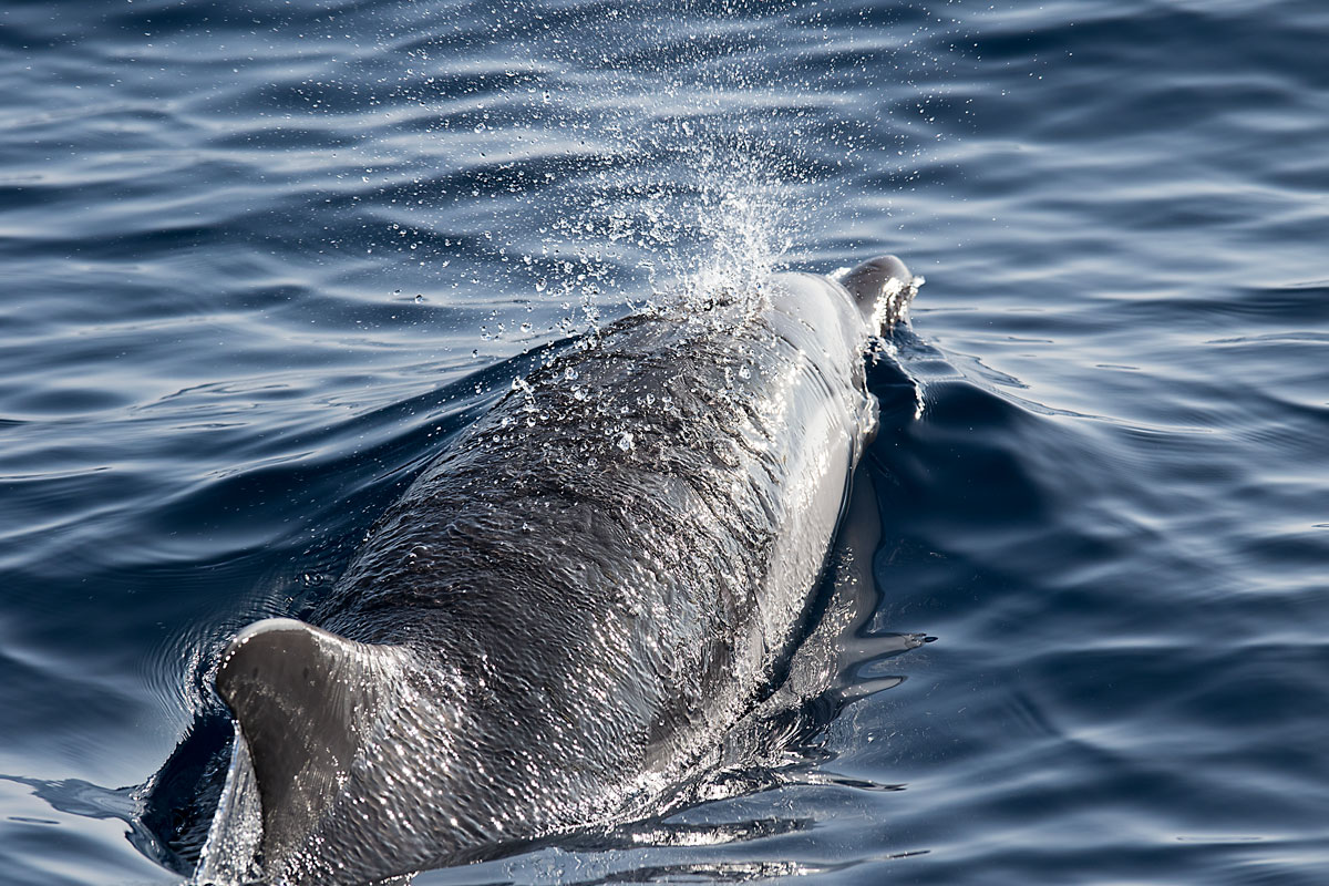 Delfino a sud dell'Elba