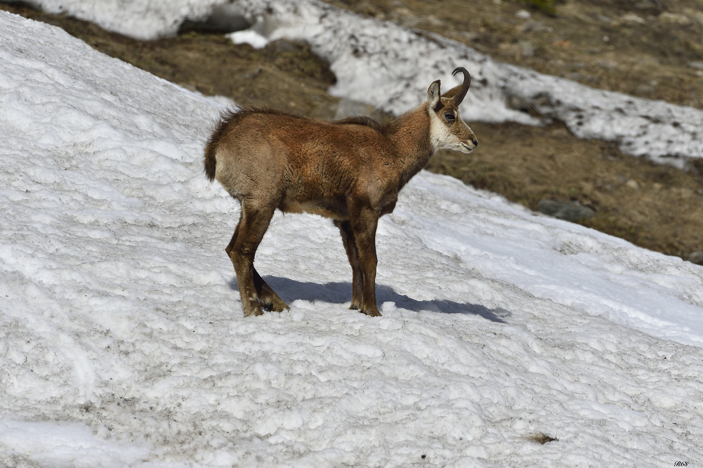 chamois