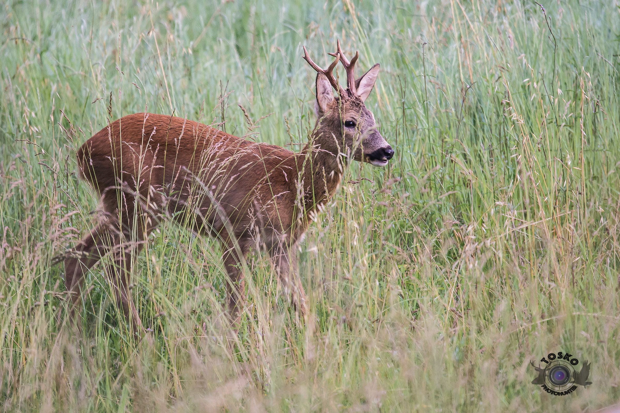 Male deer @ 600mm